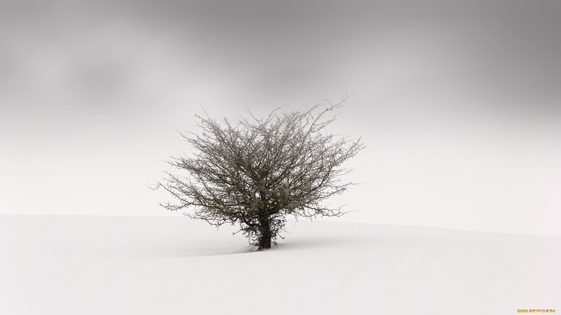 природа, деревья, туман, фон, дерево, снег