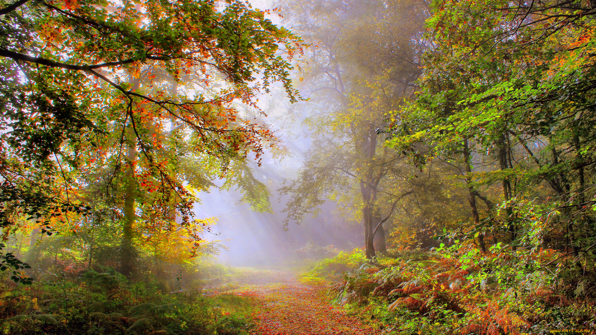 природа, лес, туман, осень