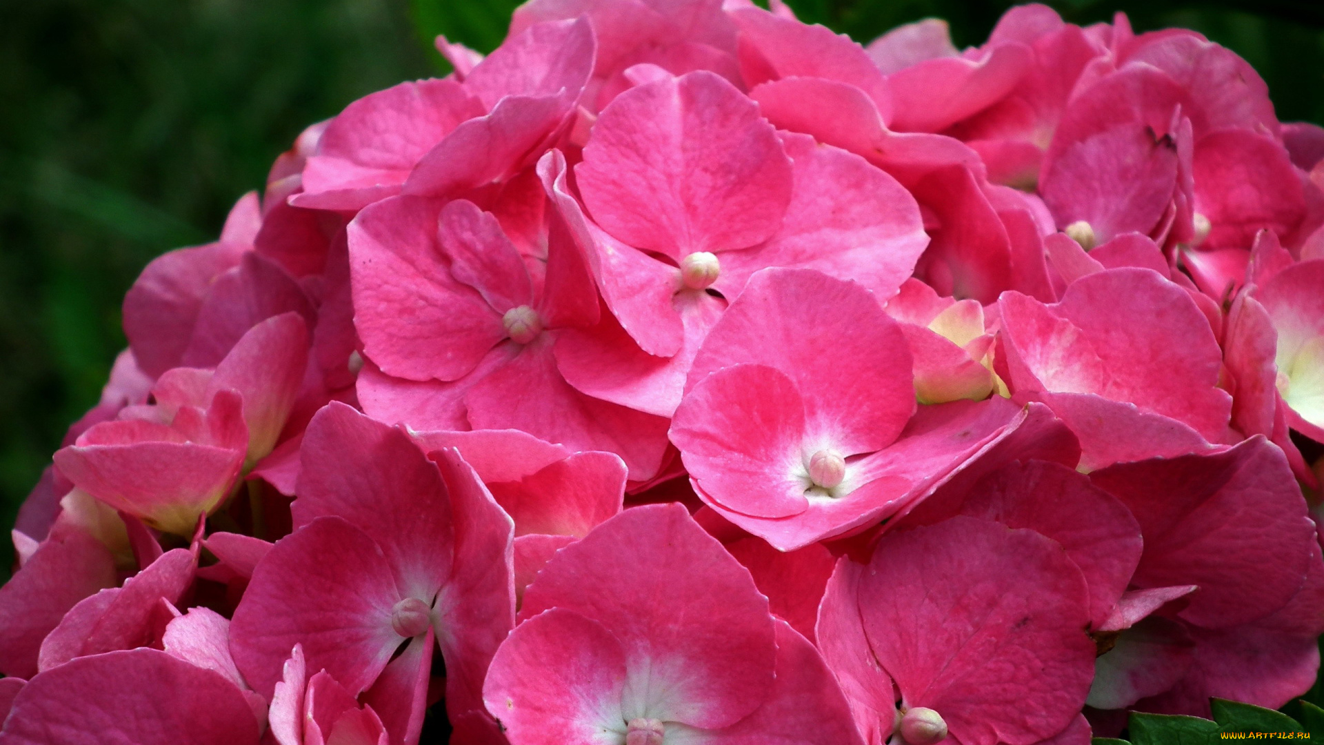 цветы, гортензия, розовый