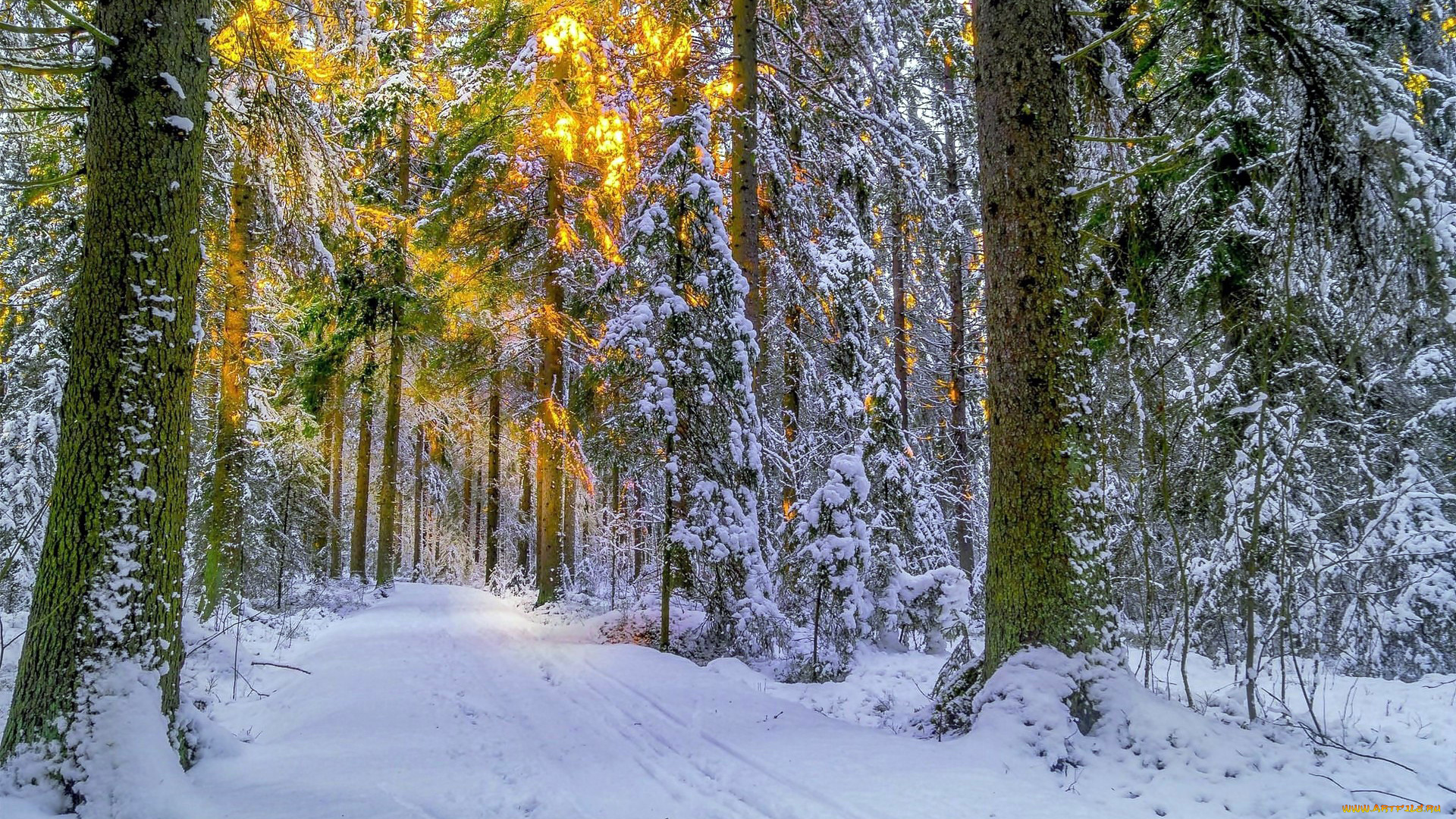 природа, зима, снег, сосны, лес