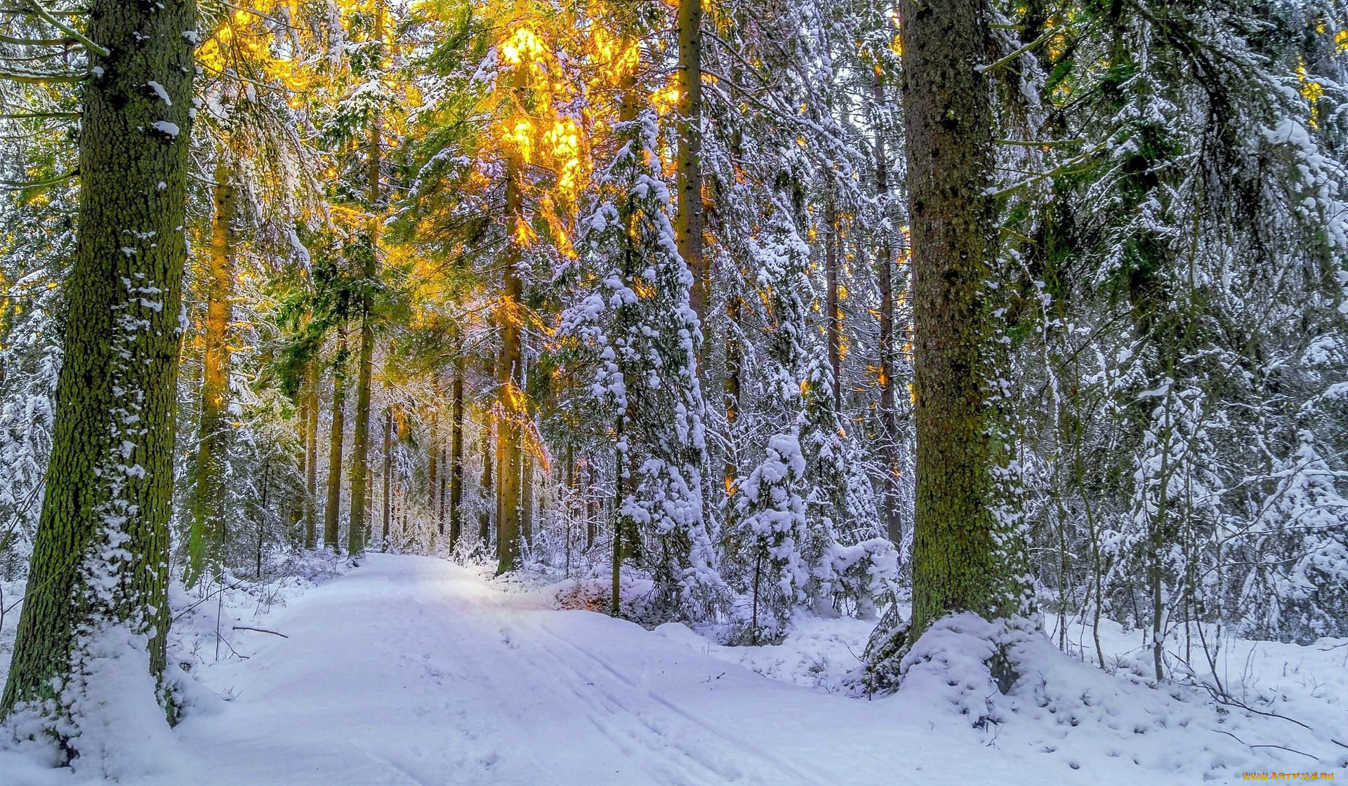 природа, зима, снег, сосны, лес