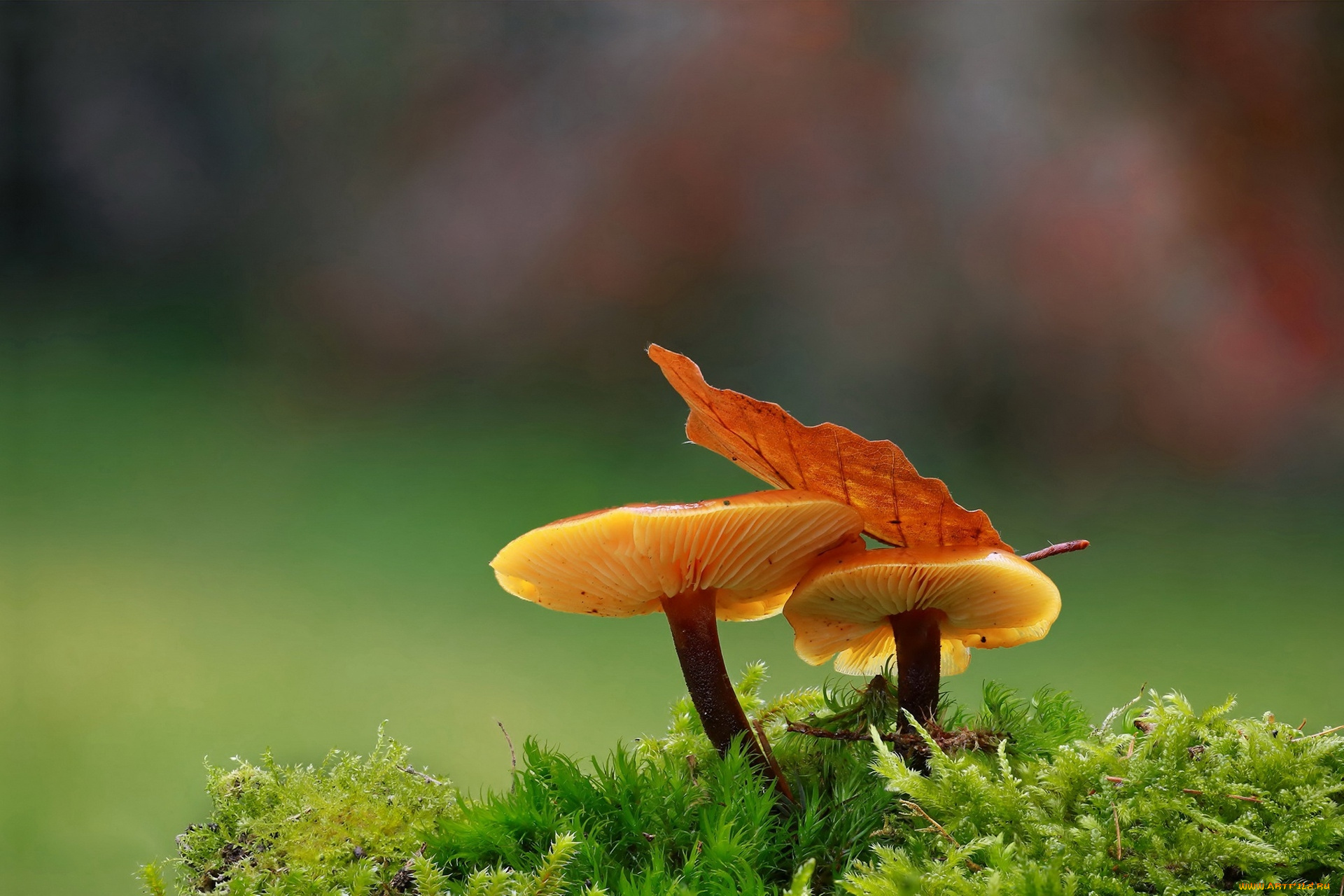 природа, грибы, листок, дуэт, осень, пара