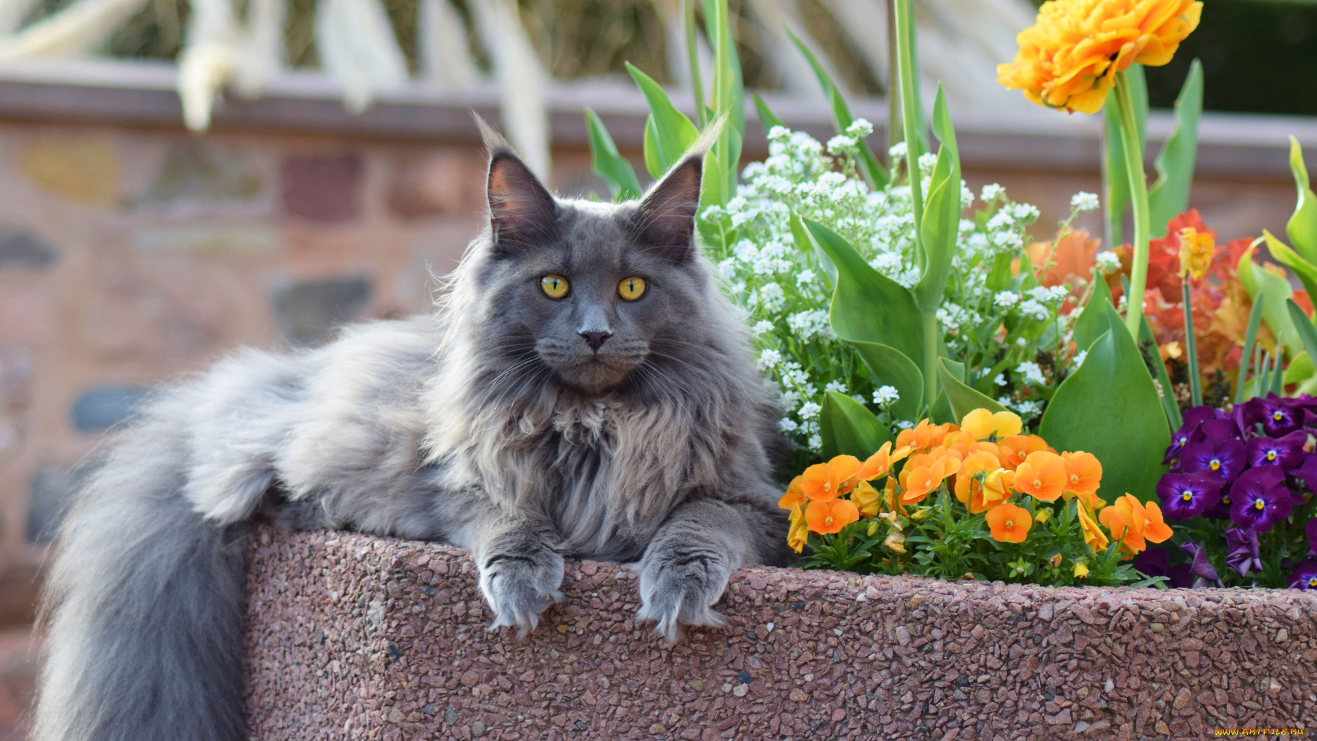 животные, коты, кот, кошка