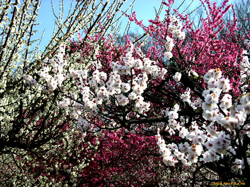 цветы, сакура, вишня