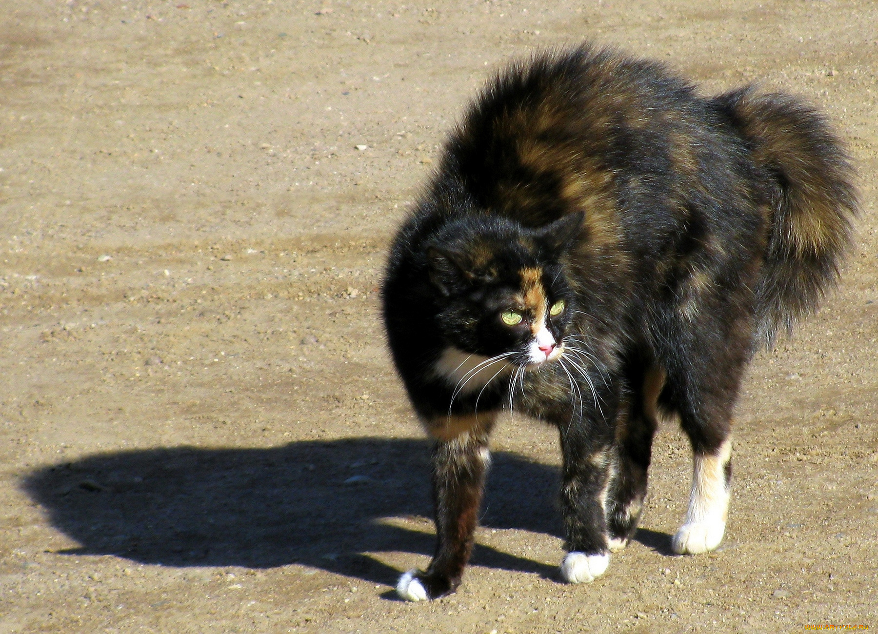 животные, коты, кот, кошка, тень