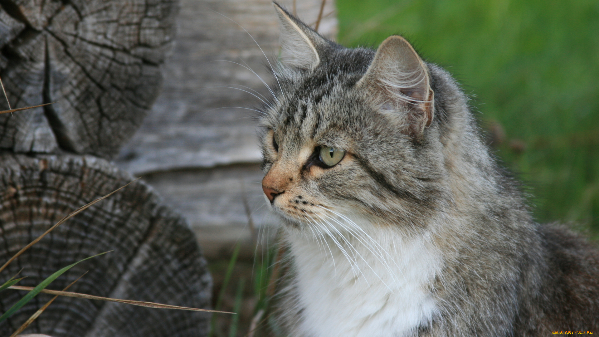 животные, коты, кошка, кот, бревно