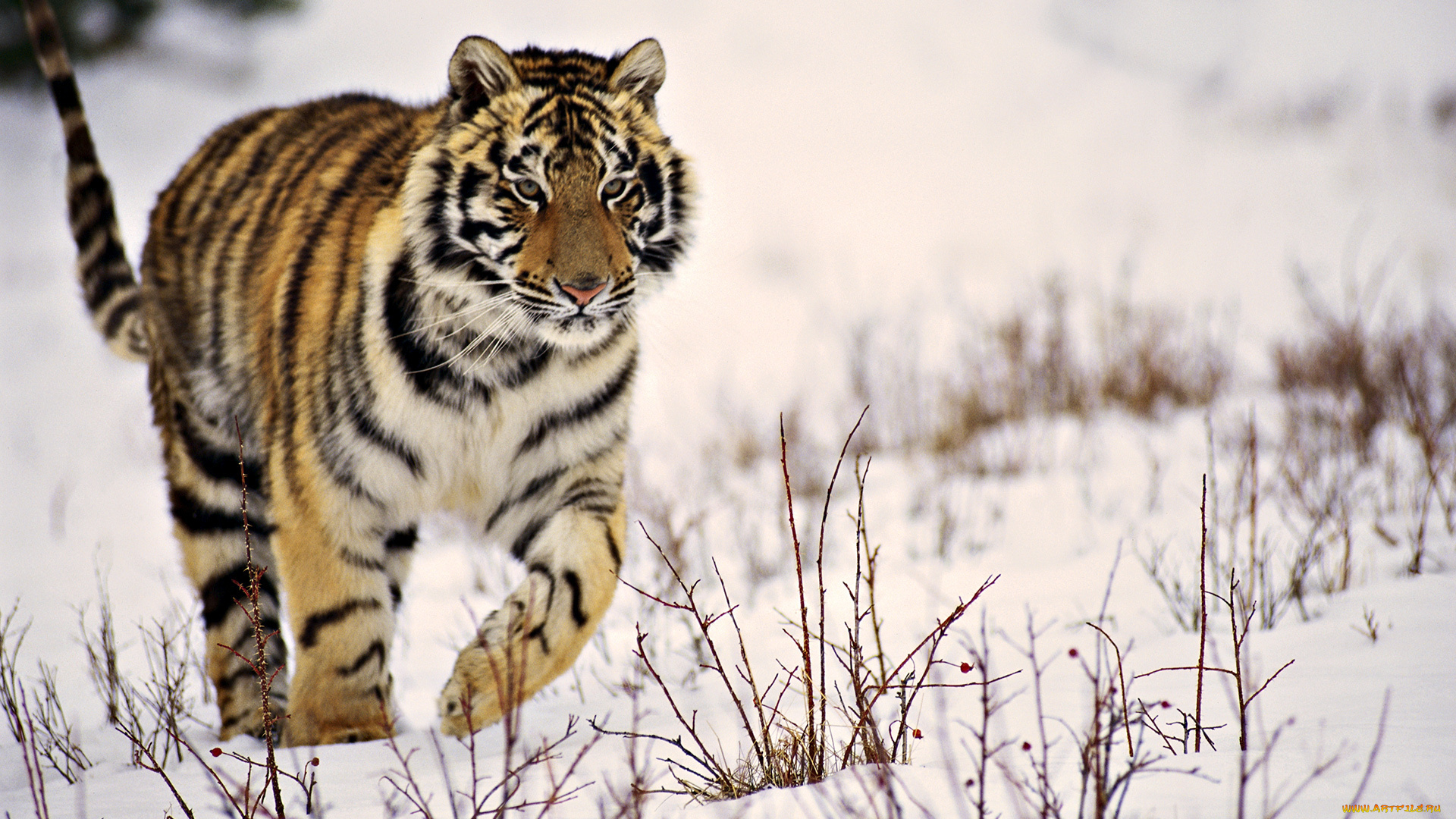животные, тигры, тигр, снег