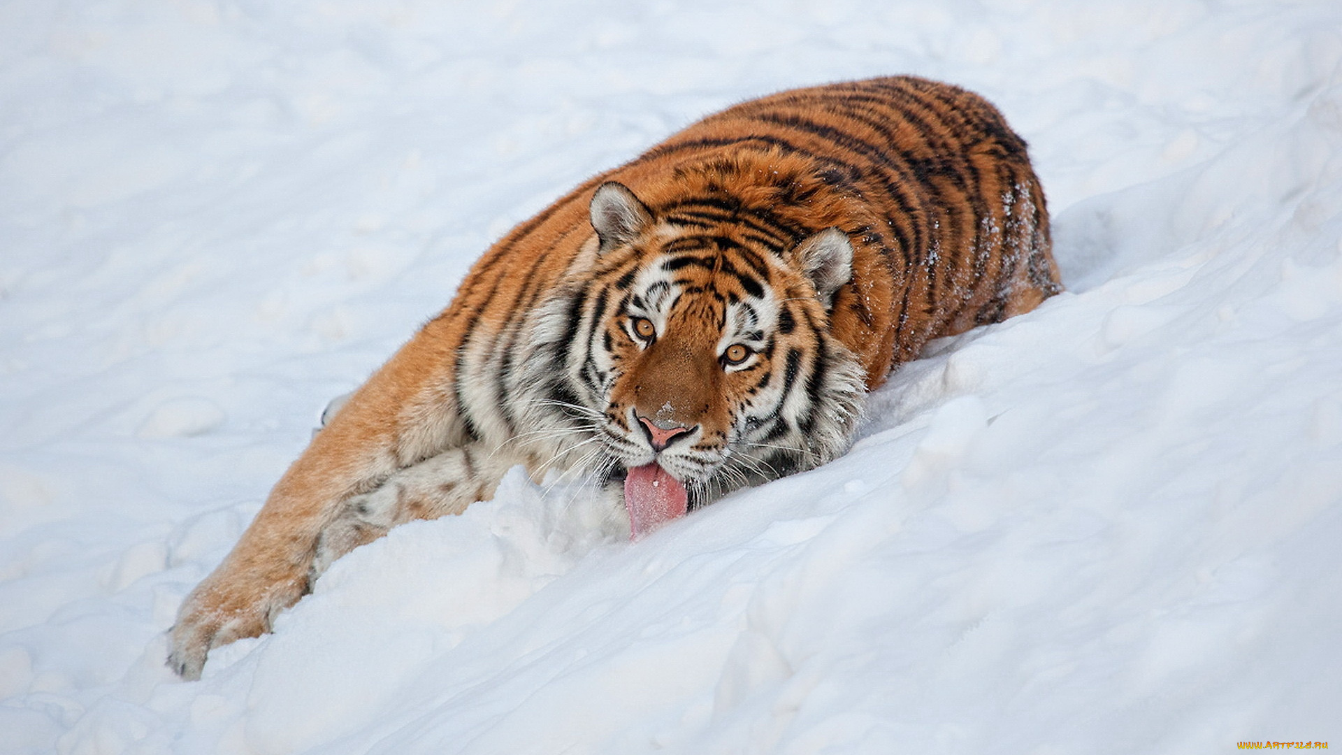 животные, тигры, тигр, снег, язык