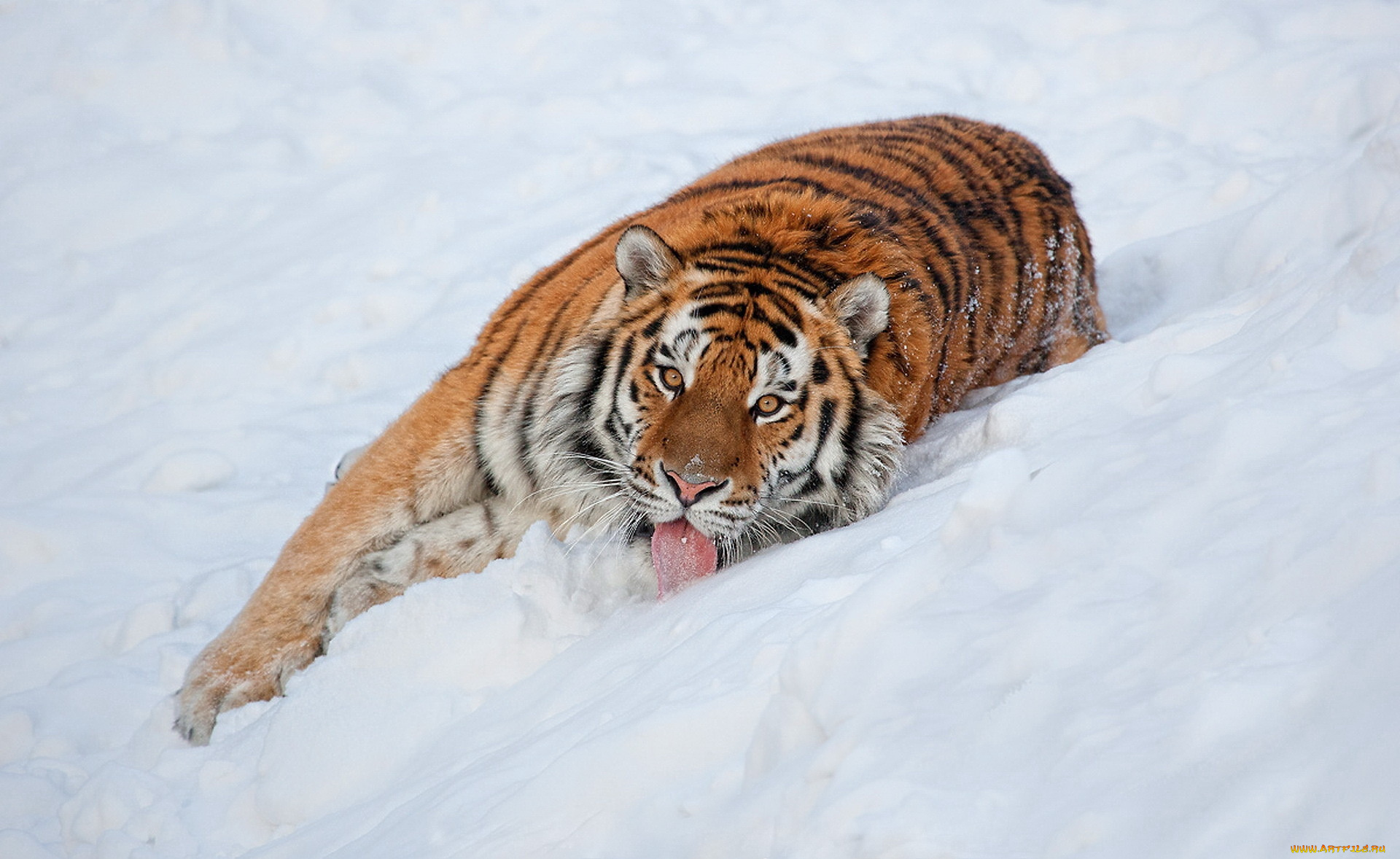 животные, тигры, тигр, снег, язык