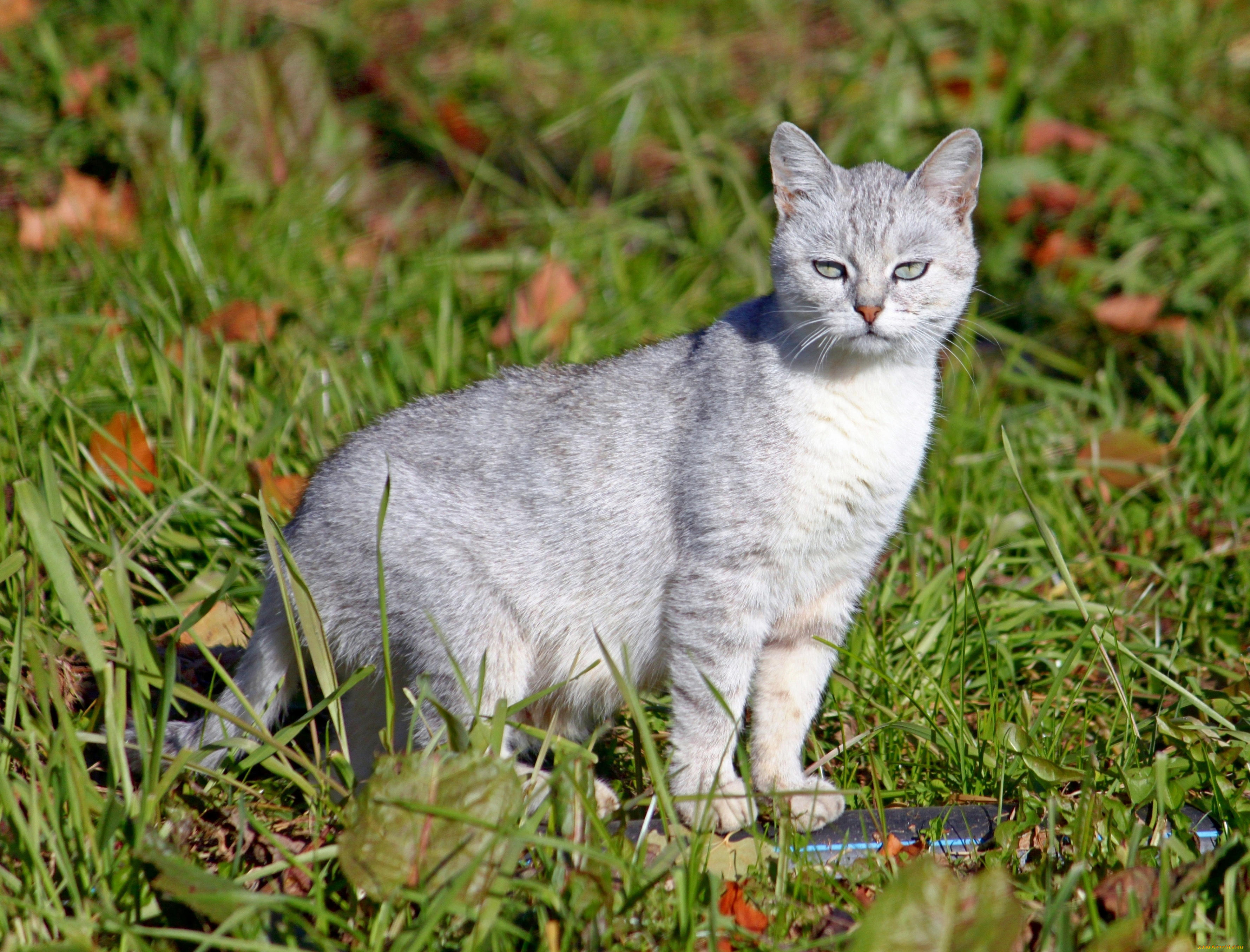 животные, коты, кошка, кот, трава