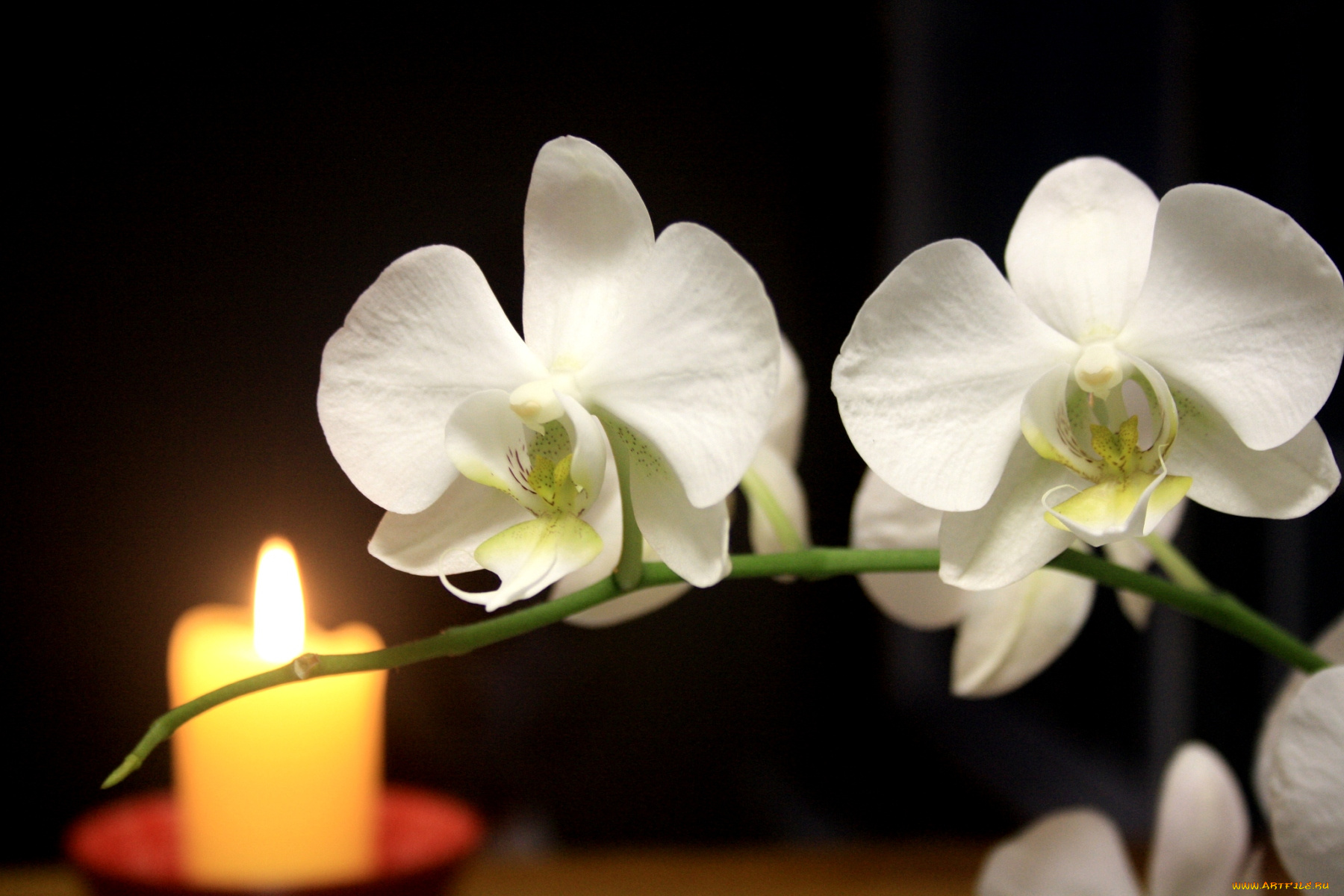 цветы, орхидеи, белый, свеча