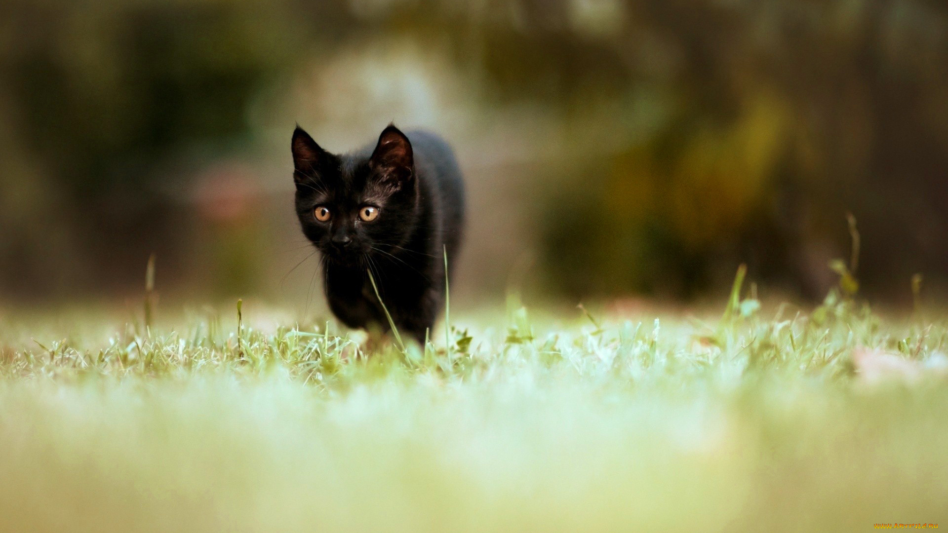 someone, got, loose, животные, коты, лужайка, трава, черный, котенок