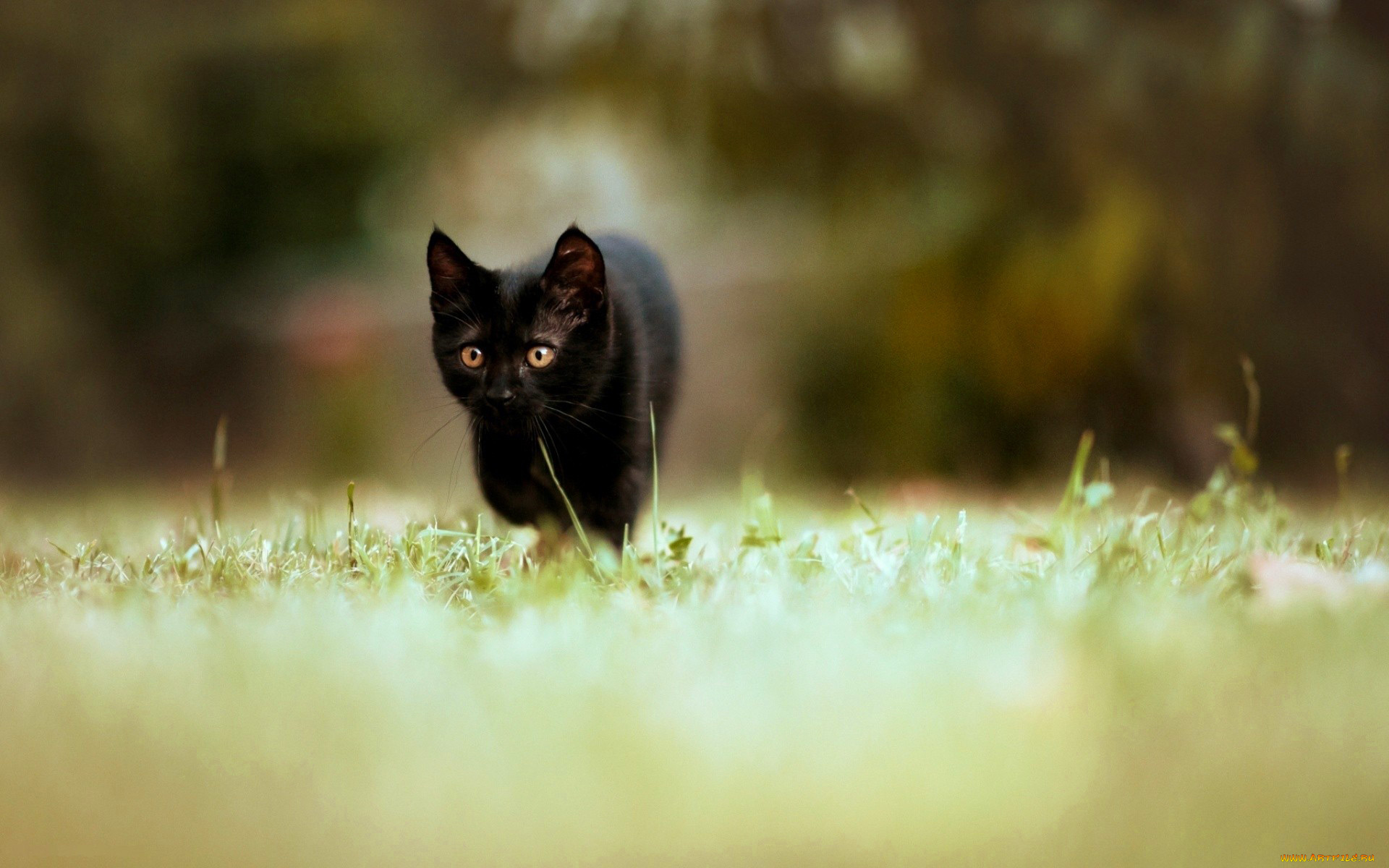черный кот морда природа животное бесплатно