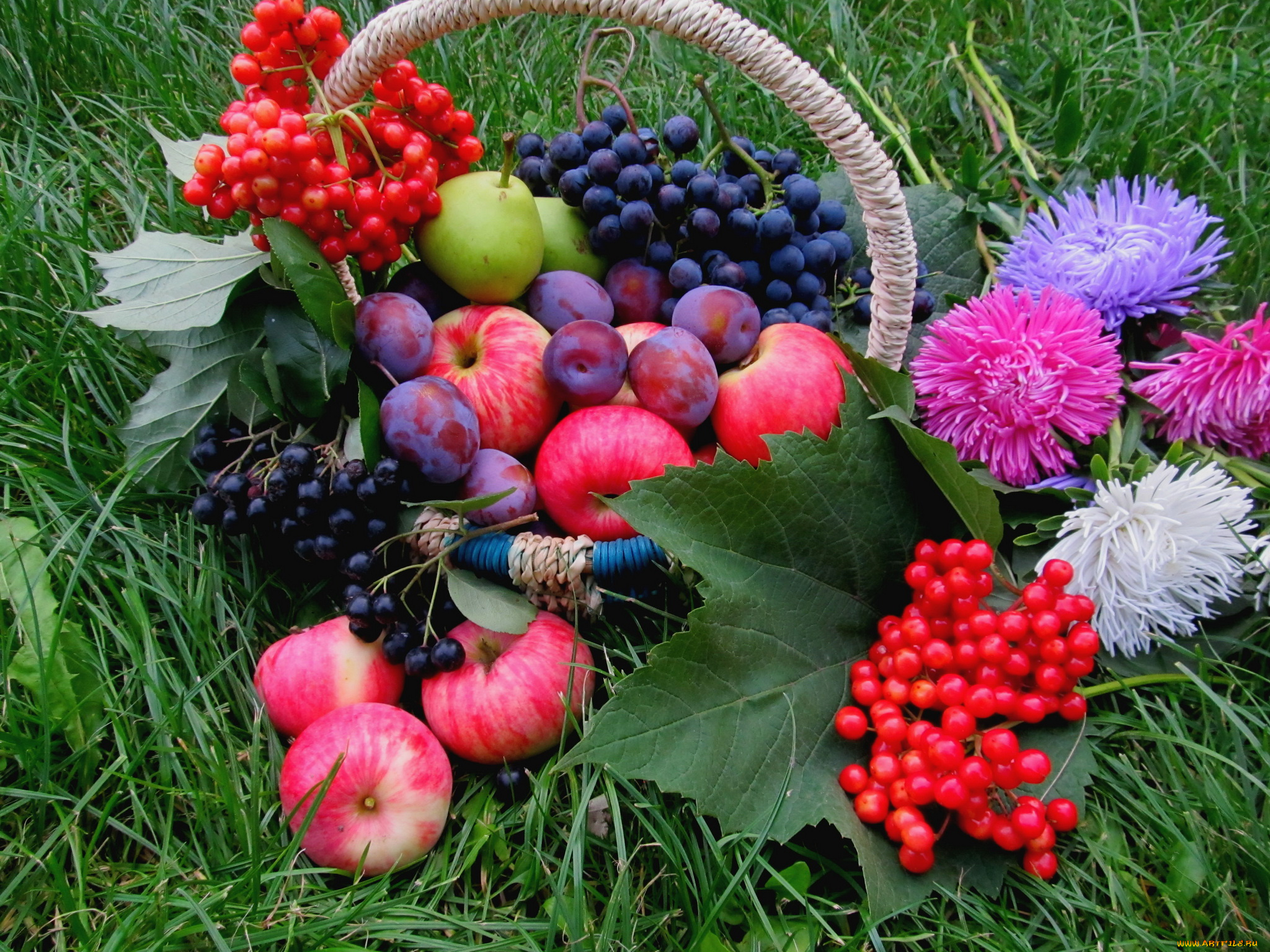 еда, фрукты, ягоды, астры, яблоки