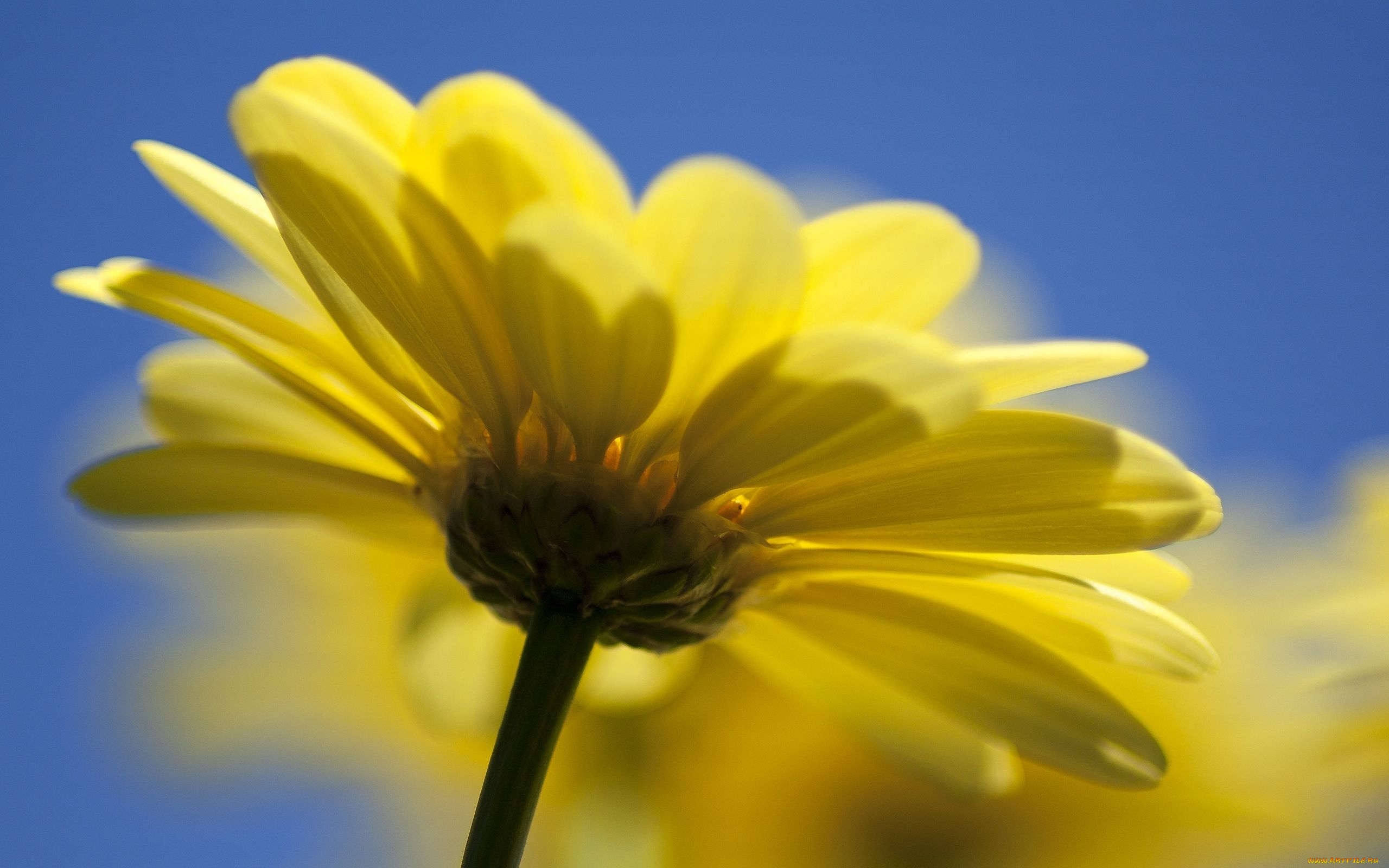 yellow, daisy, цветы, ромашки, цветок, ромашка, желтая
