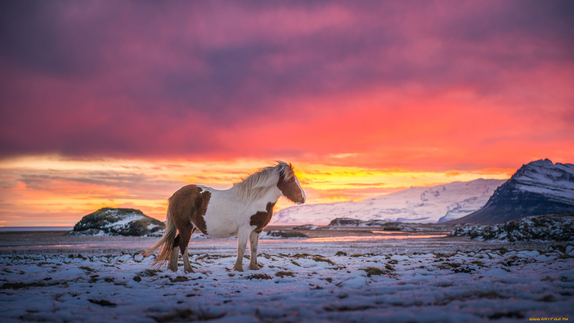 животные, лошади, снег, ветер, исландия, небо, горы