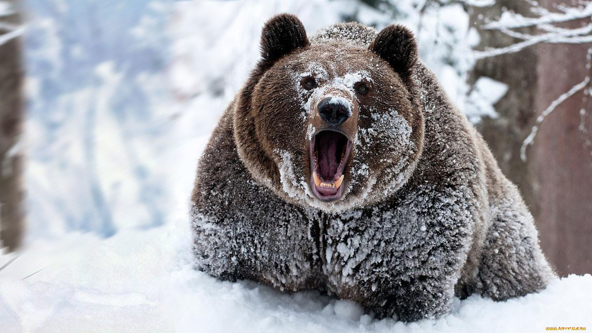 животные, медведи, снег, лес