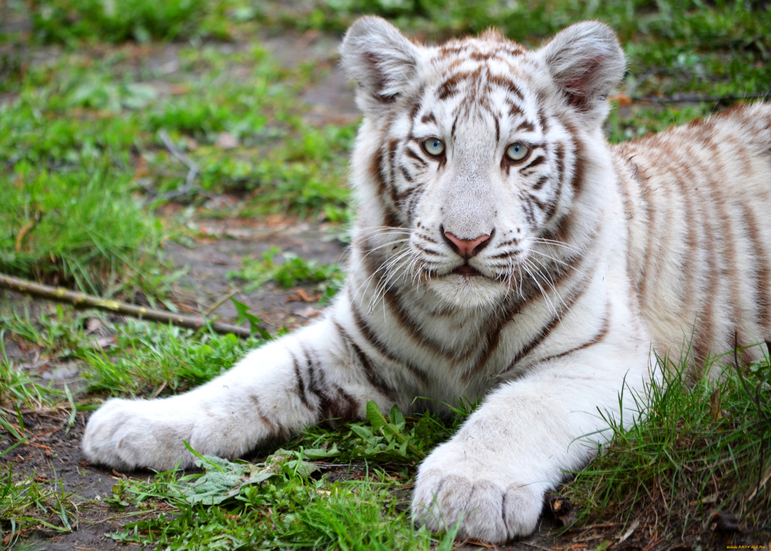 животные, тигры, белый