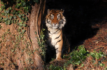 Картинка животные тигры хищник дикая кошка тигр