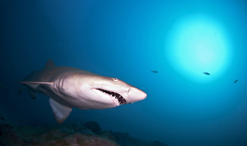Картинка животные акулы глубина океан акула