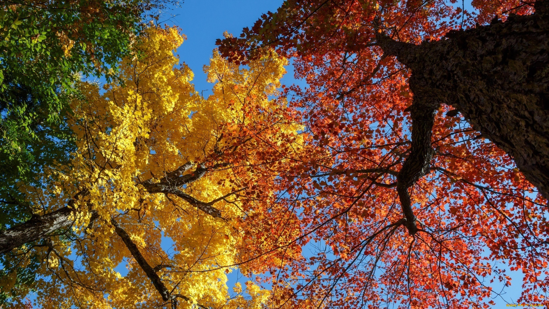 природа, деревья, осень, небо, кроны, ветки, стволы, цвета, листва