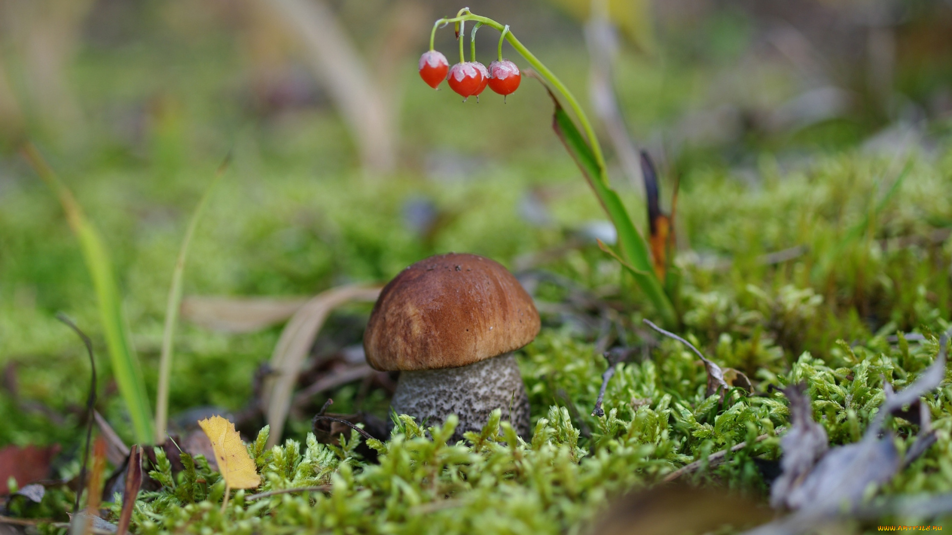 природа, грибы, крепыш, мох, боровик, гриб