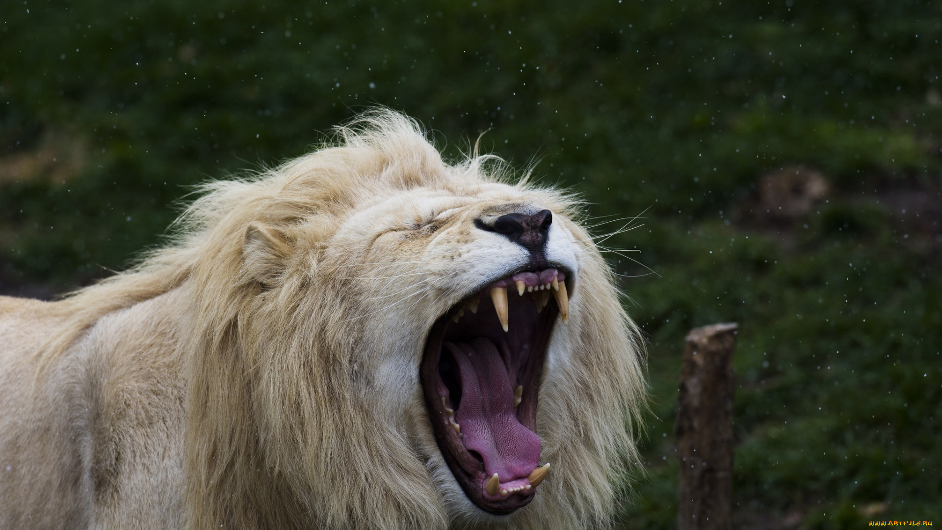 животные, львы, белый, лев, кошка, грива, морда, пасть, клыки, язык, зевает, снегопад