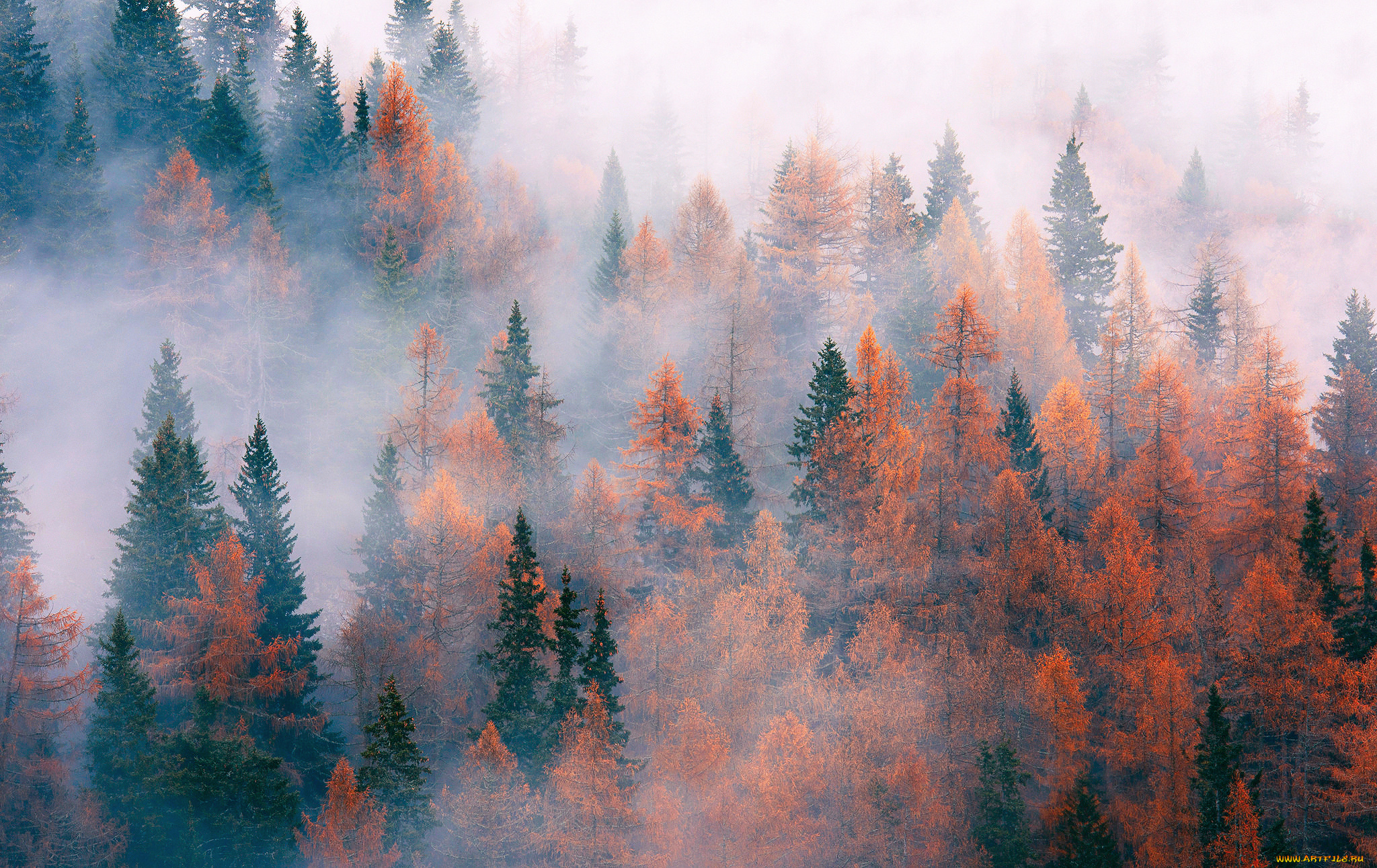 природа, лес, ноябрь, осень, туман, деревья