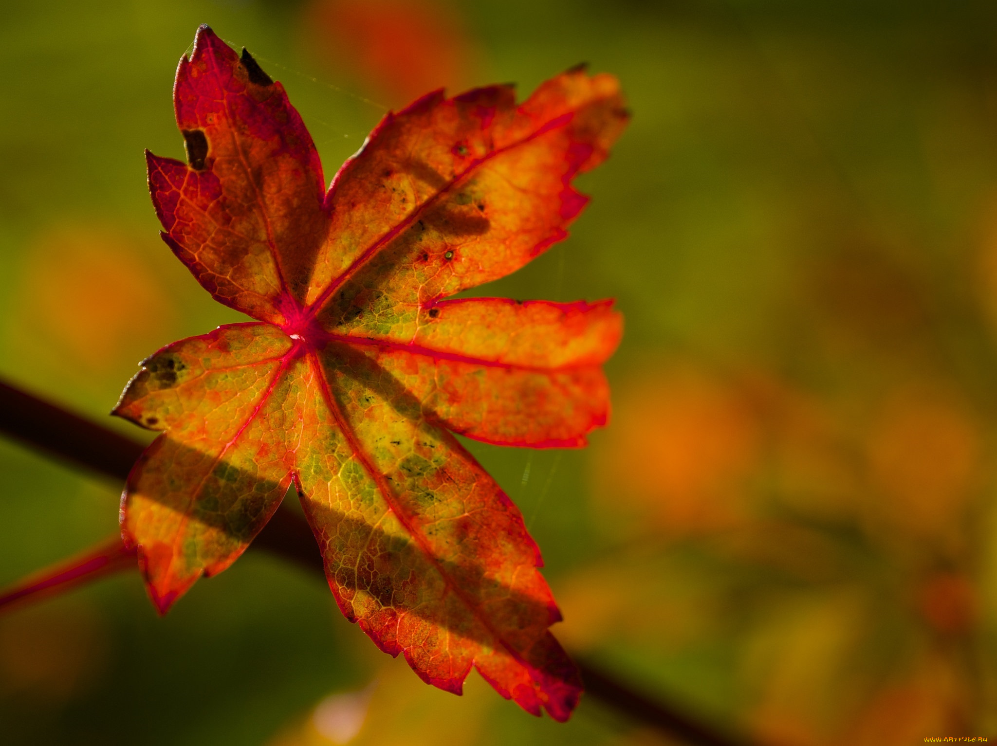 природа, листья, цвет, макро, осень, яркий