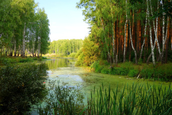Картинка природа реки озера камыш березы пруд