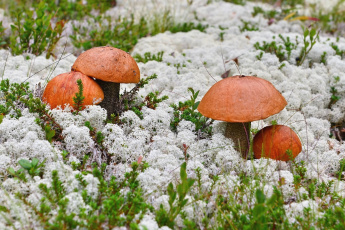 Картинка природа грибы мох подосиновики