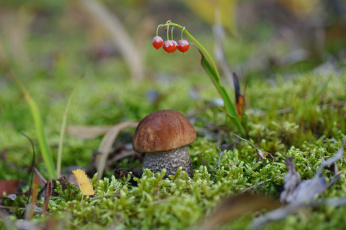 Картинка природа грибы крепыш мох боровик гриб