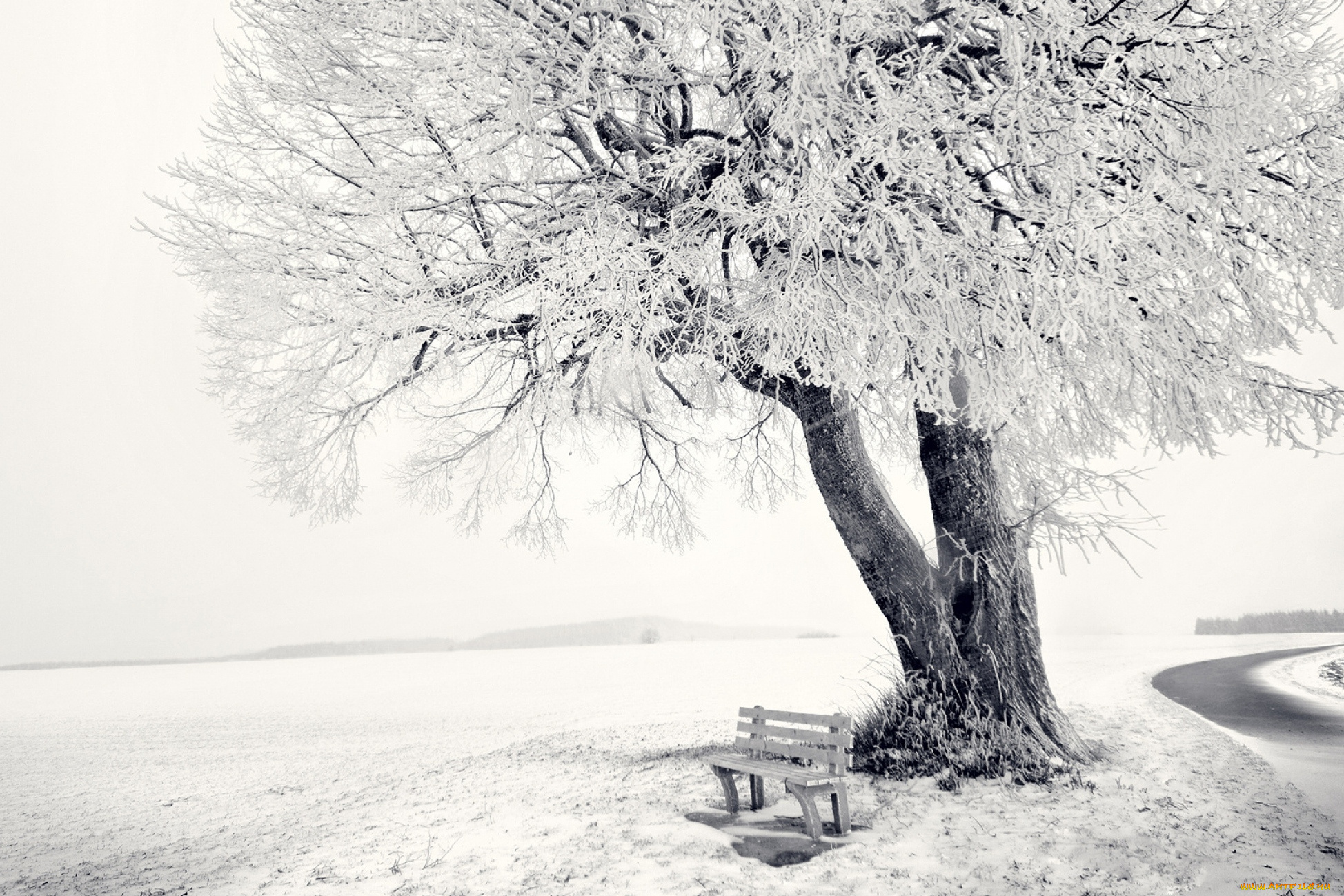 природа, деревья, снег, поле, скамейка, лавка, дерево, зима