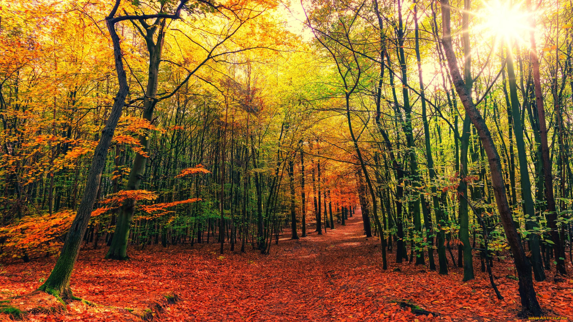 природа, лес, осень