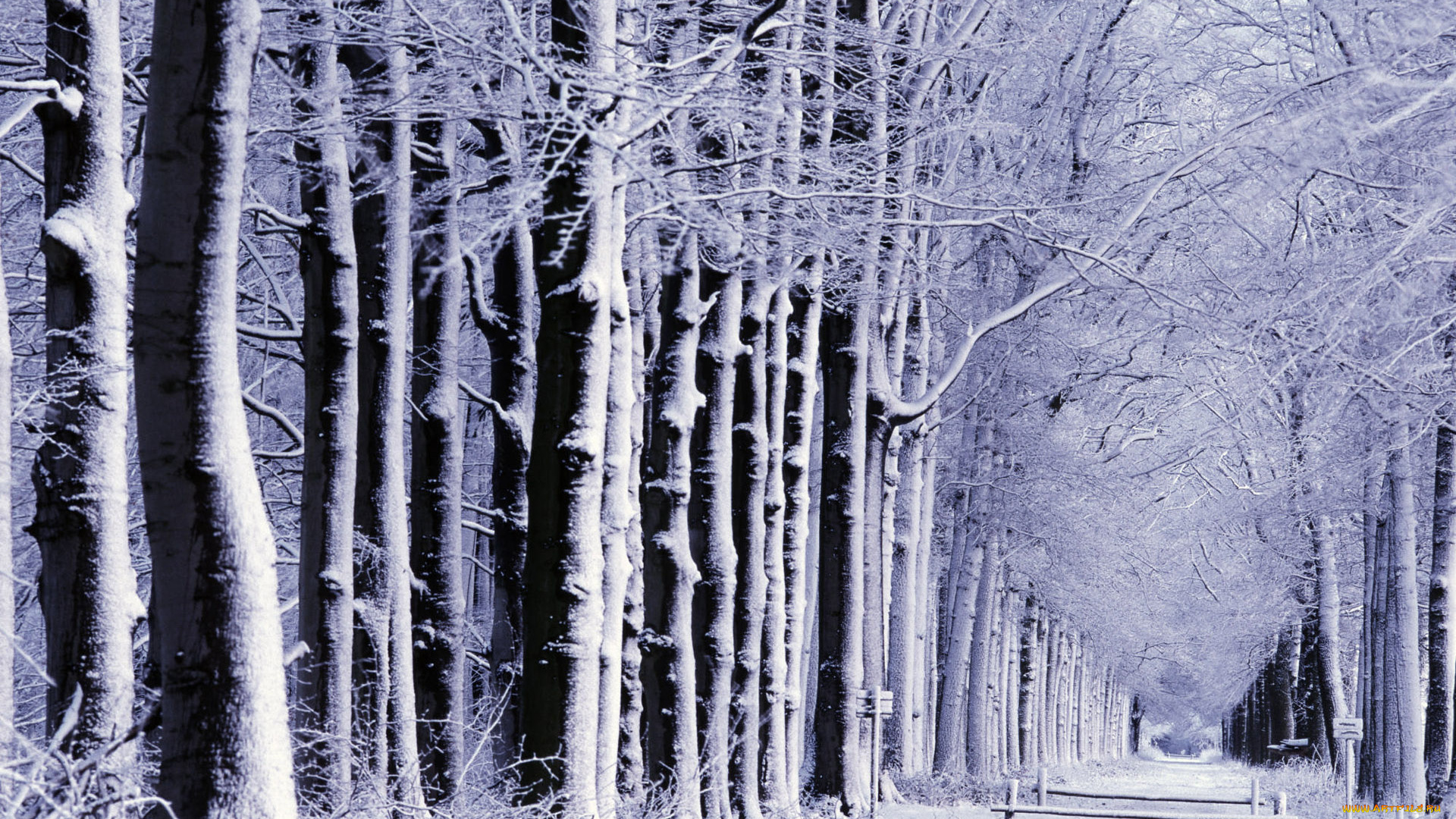 природа, лес, деревья, аллея, снег