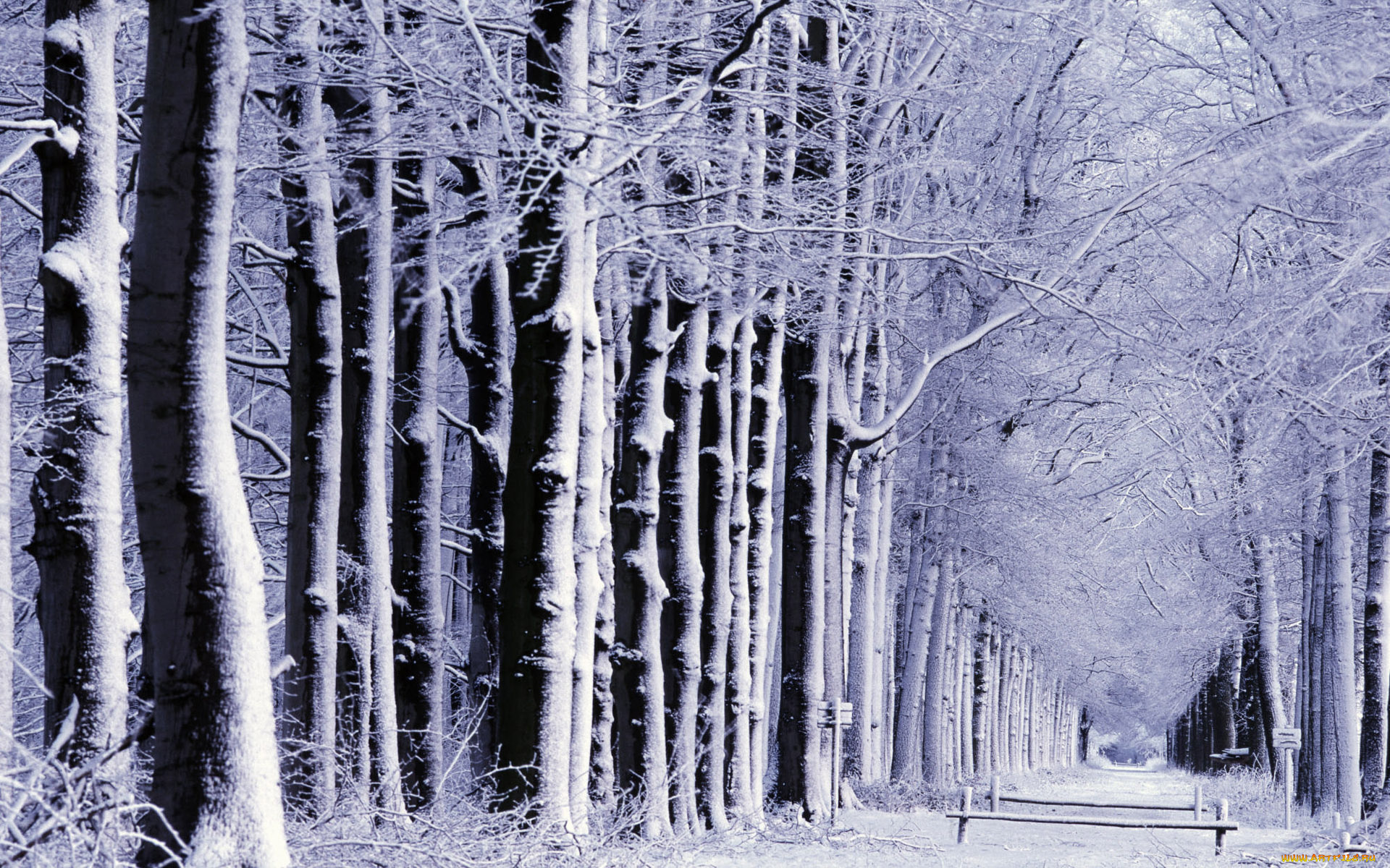 природа, лес, деревья, аллея, снег