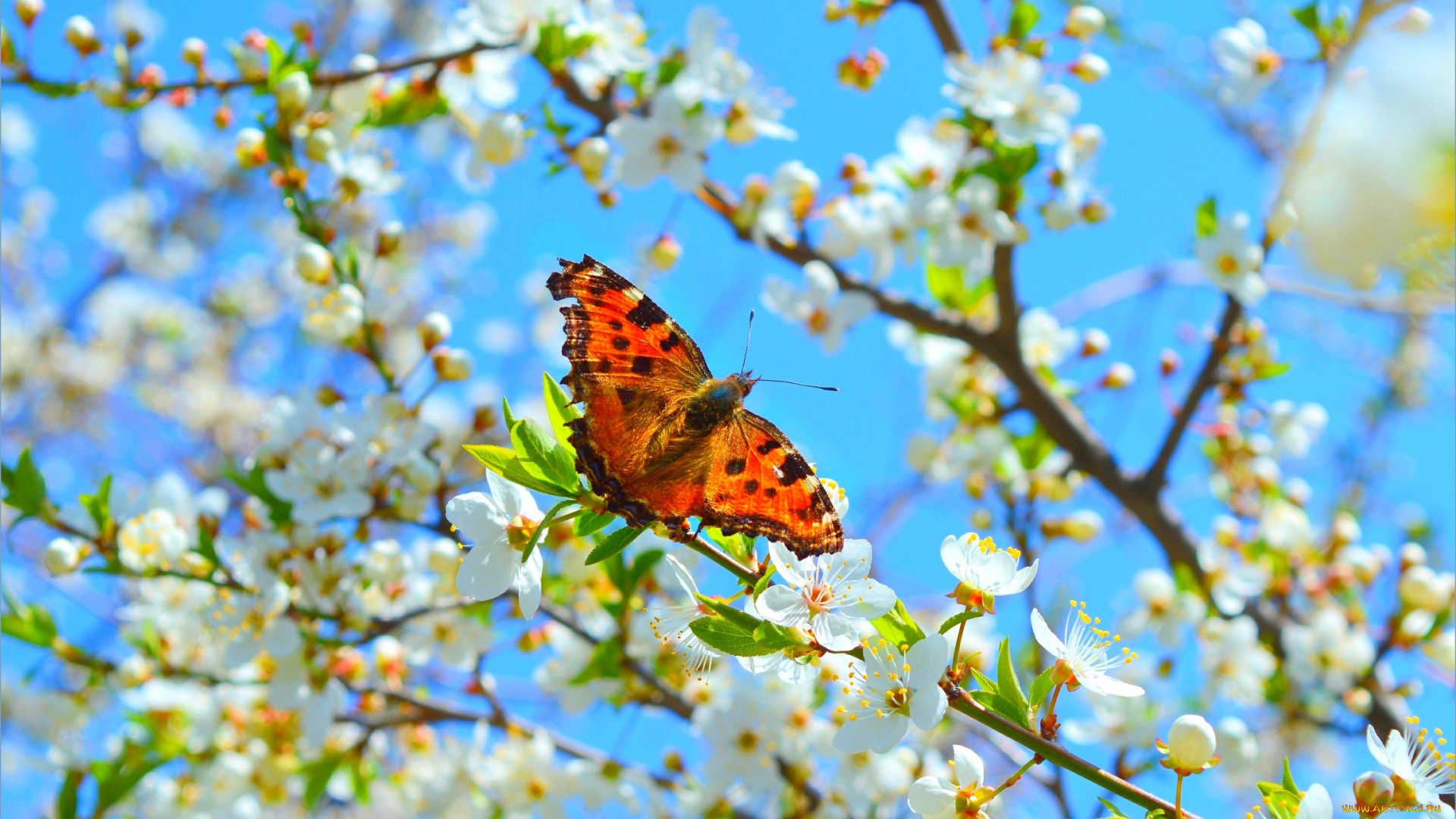животные, бабочки, , мотыльки, , моли, весна