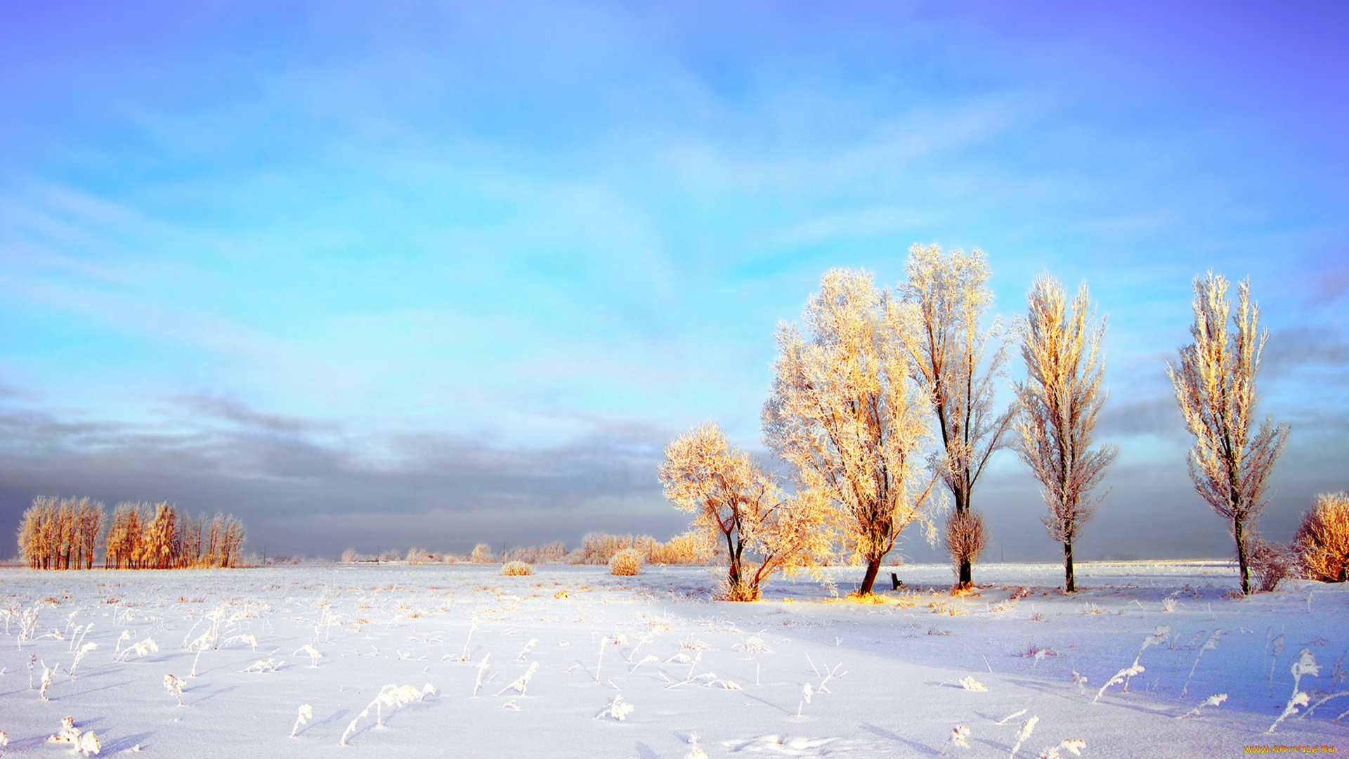 природа, зима, облака, небо, снег, поле, деревья, иней