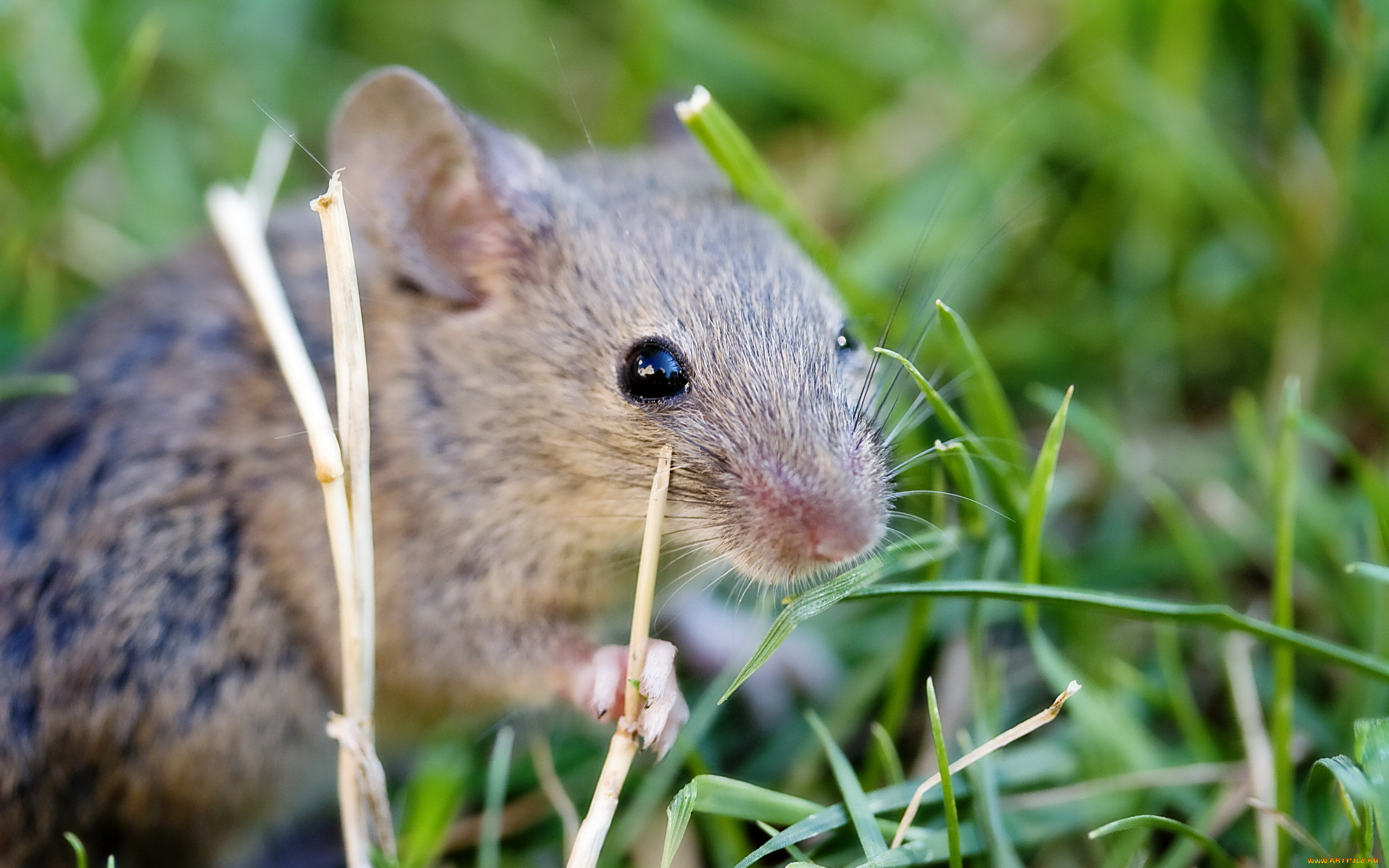 животные, крысы, мыши, мышь, грызун, трава