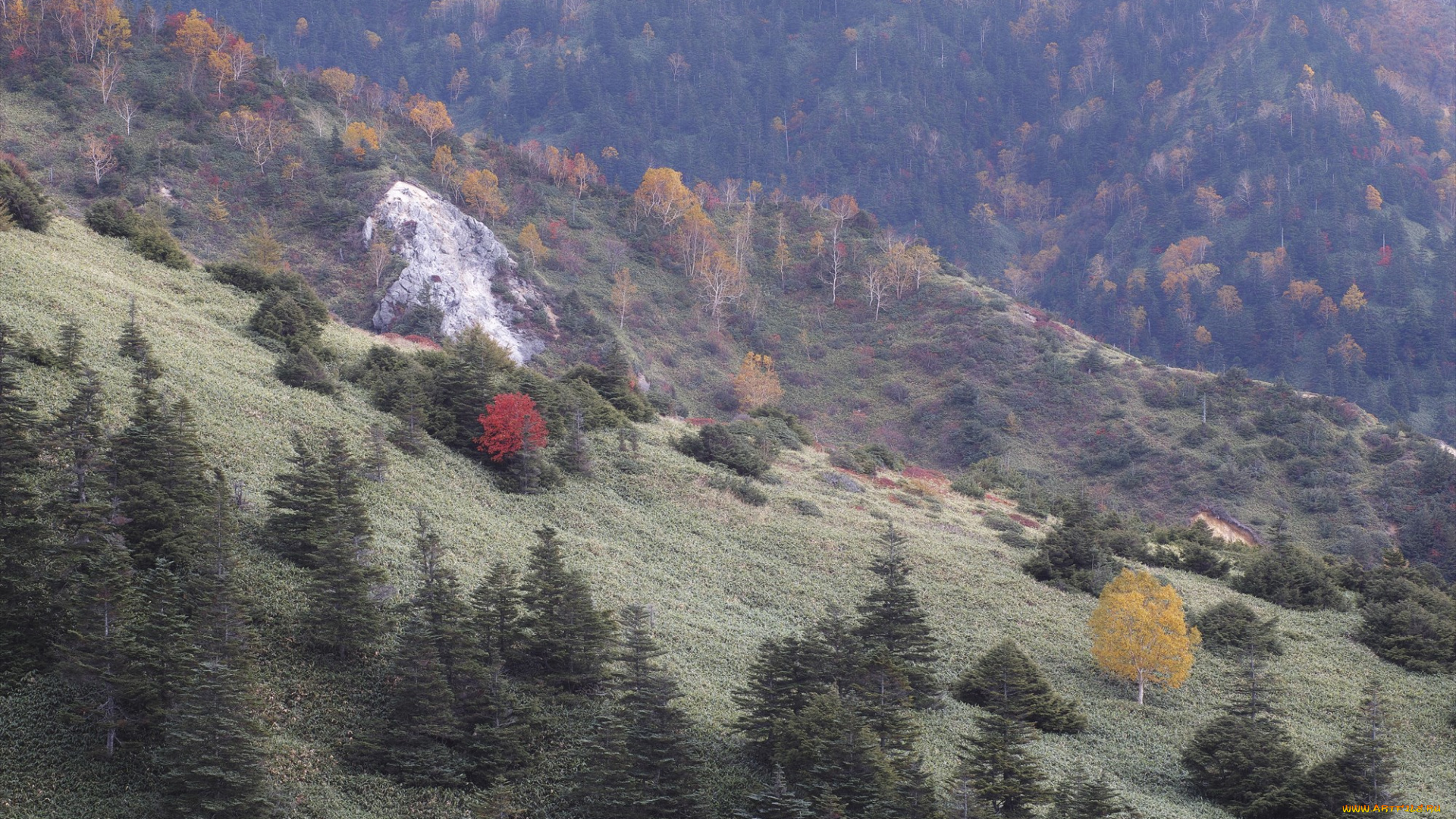 природа, лес, деревья, осень, takaten, склоны, горы