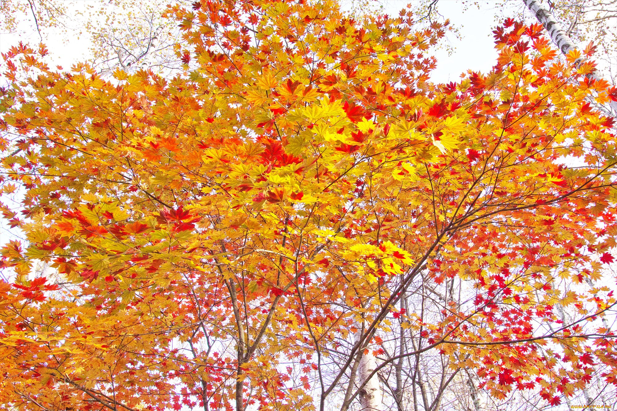 природа, деревья, осень, takaten, утро