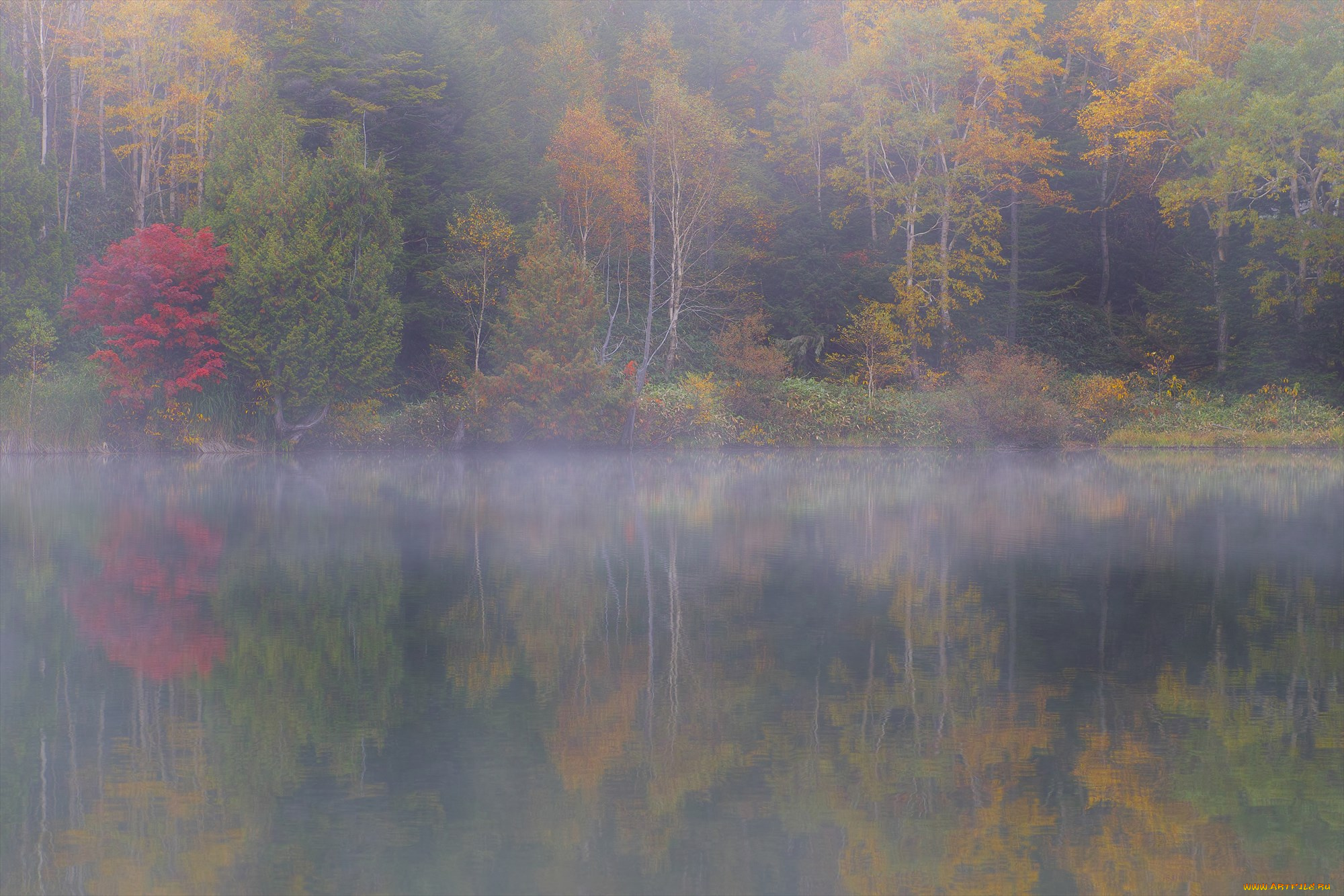 природа, реки, озера, деревья, вода, takaten, туман, осень, утро
