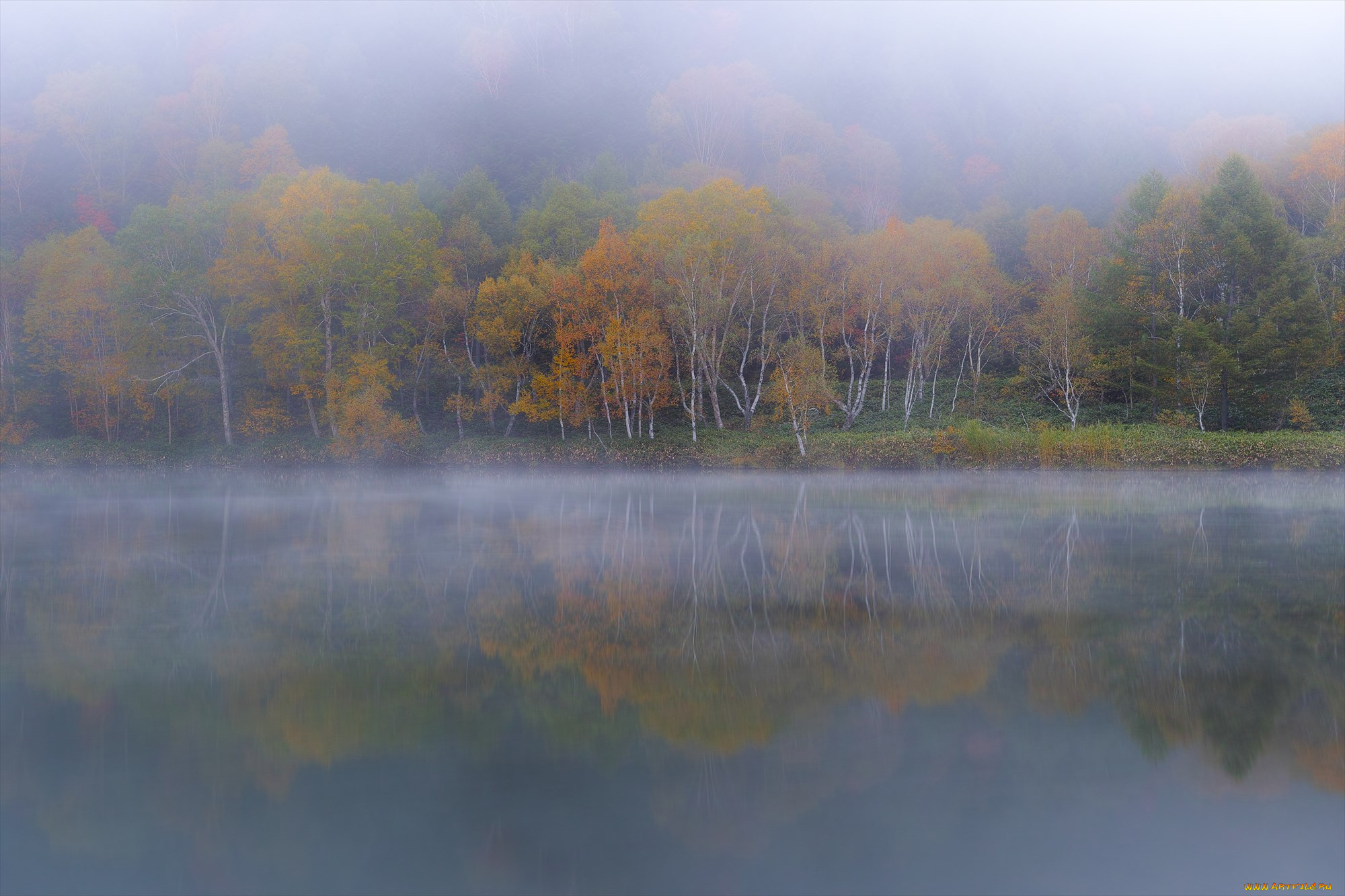 природа, реки, озера, вода, takaten, туман, осень, утро, деревья