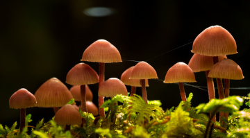Картинка природа грибы паутинка макро