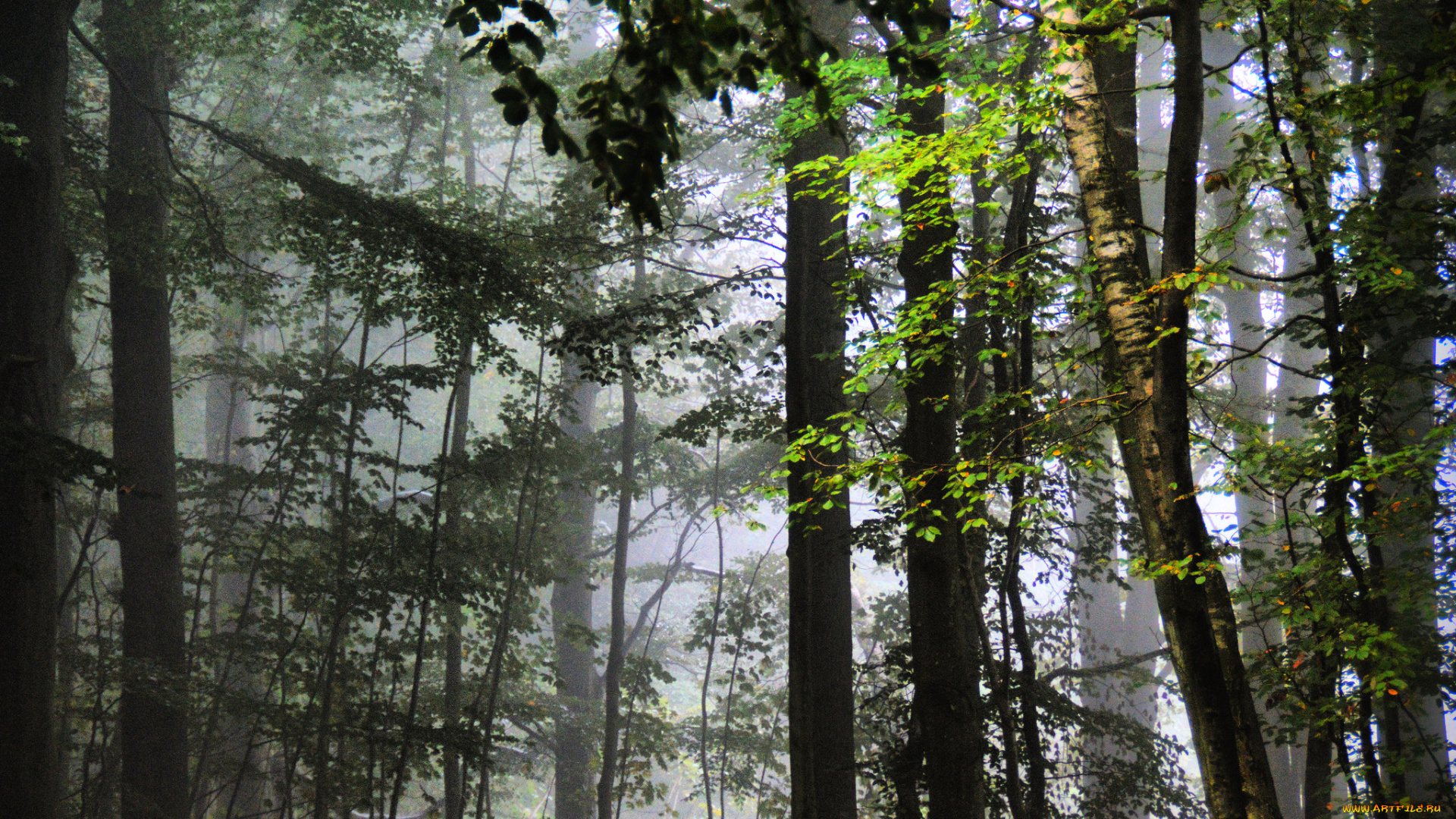 природа, лес, деревья, листья, туман