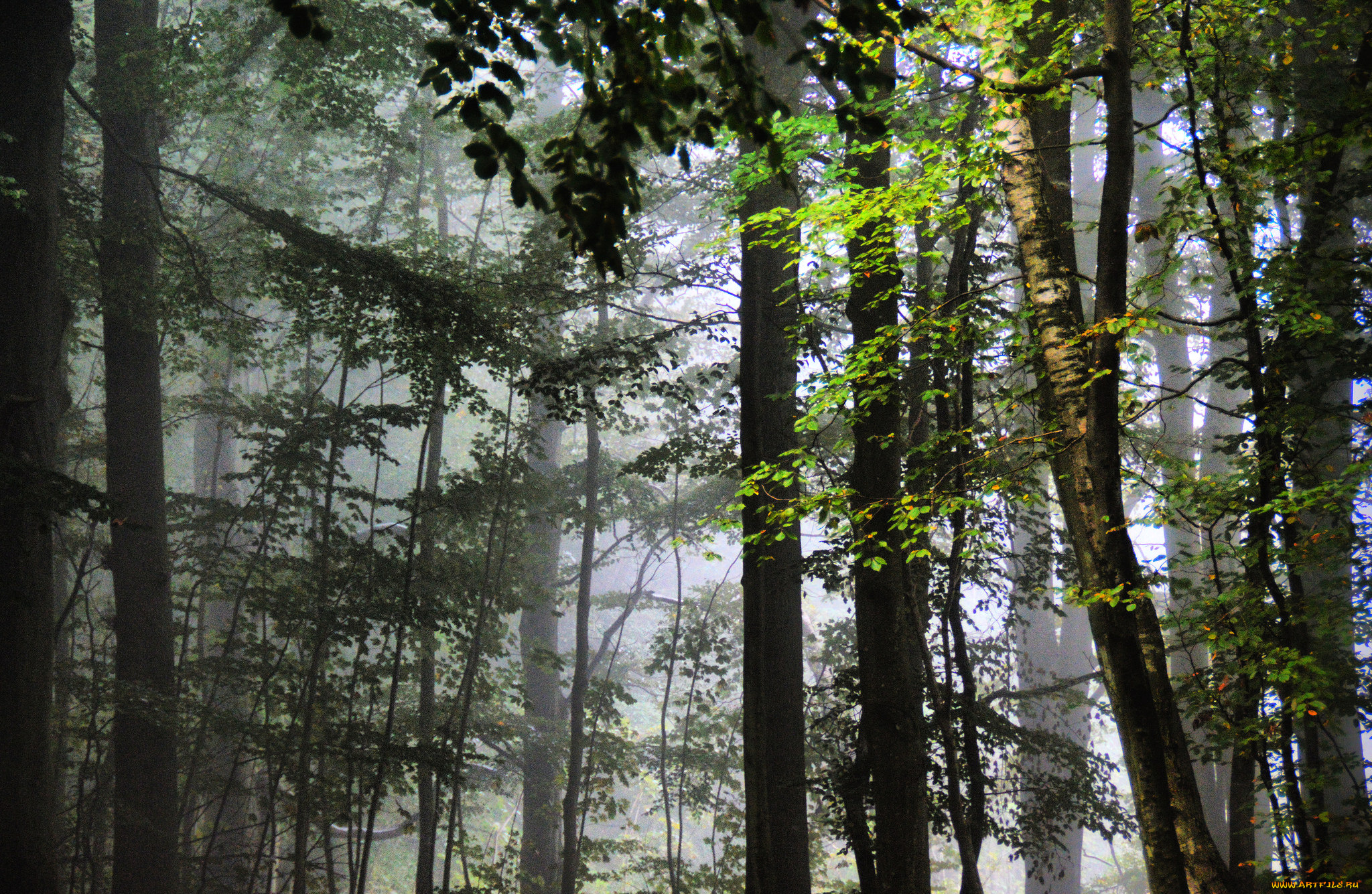 природа, лес, деревья, листья, туман