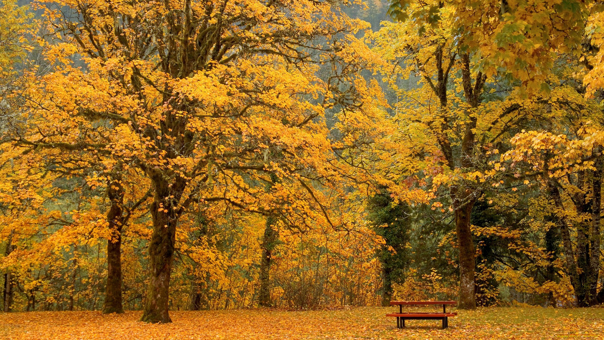 природа, парк, скамейка, листопад, осень, деревья