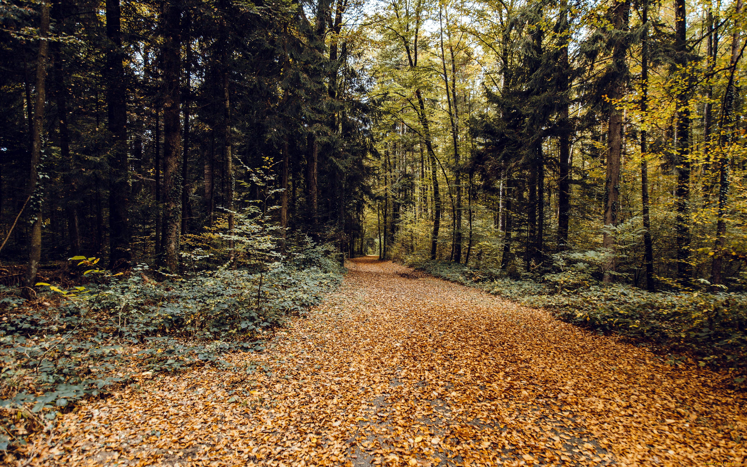 природа, дороги, дорога, лес, осень, листопад