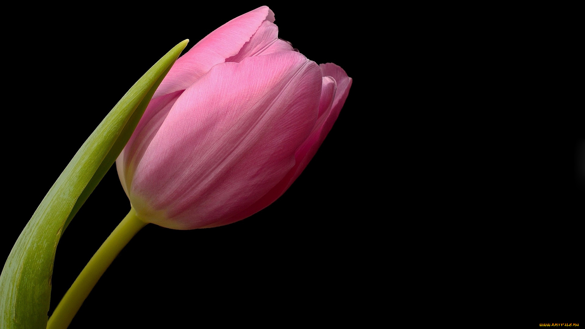 цветы, тюльпаны, макро, розовый, бутон
