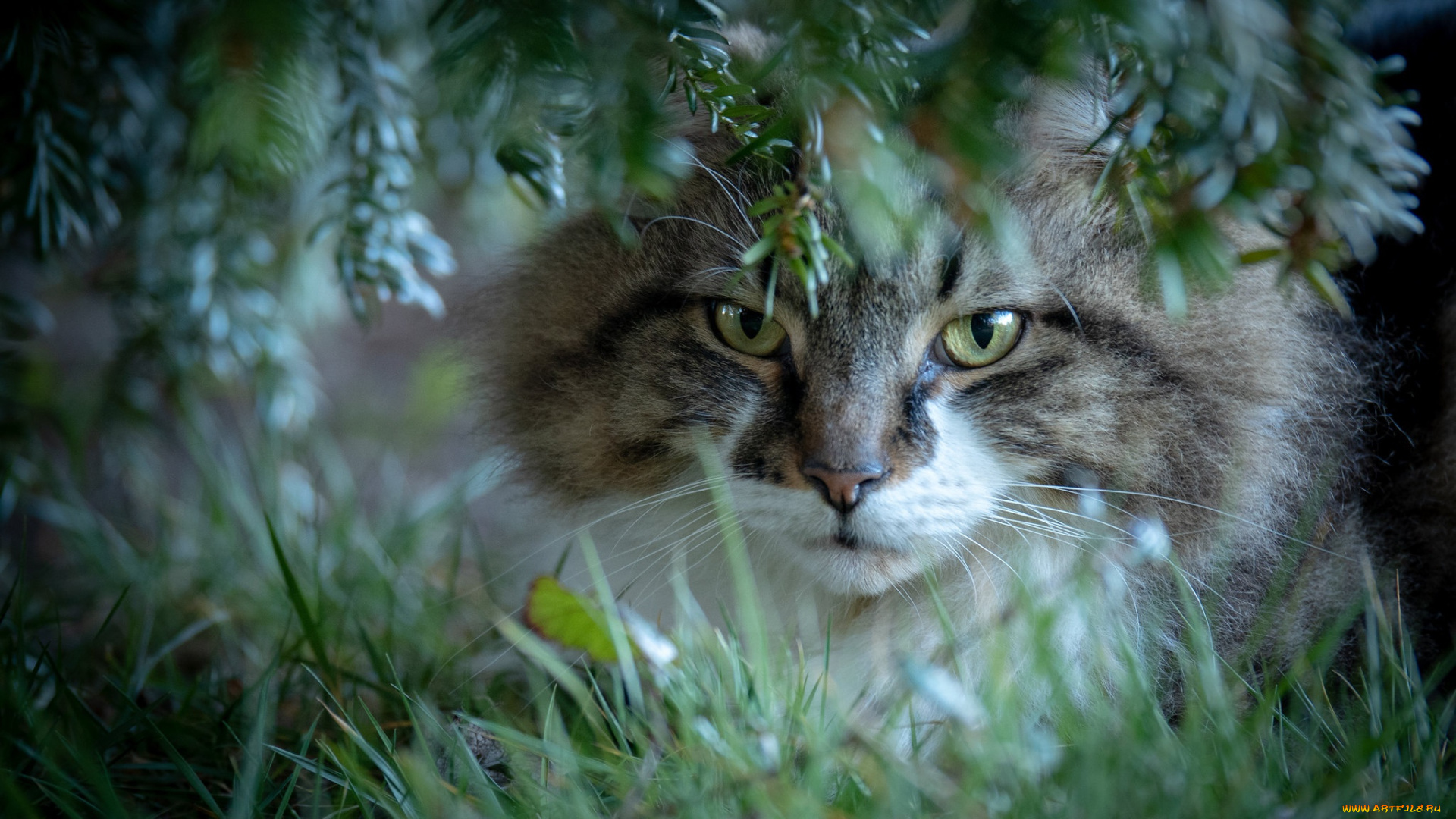 животные, коты, котейка